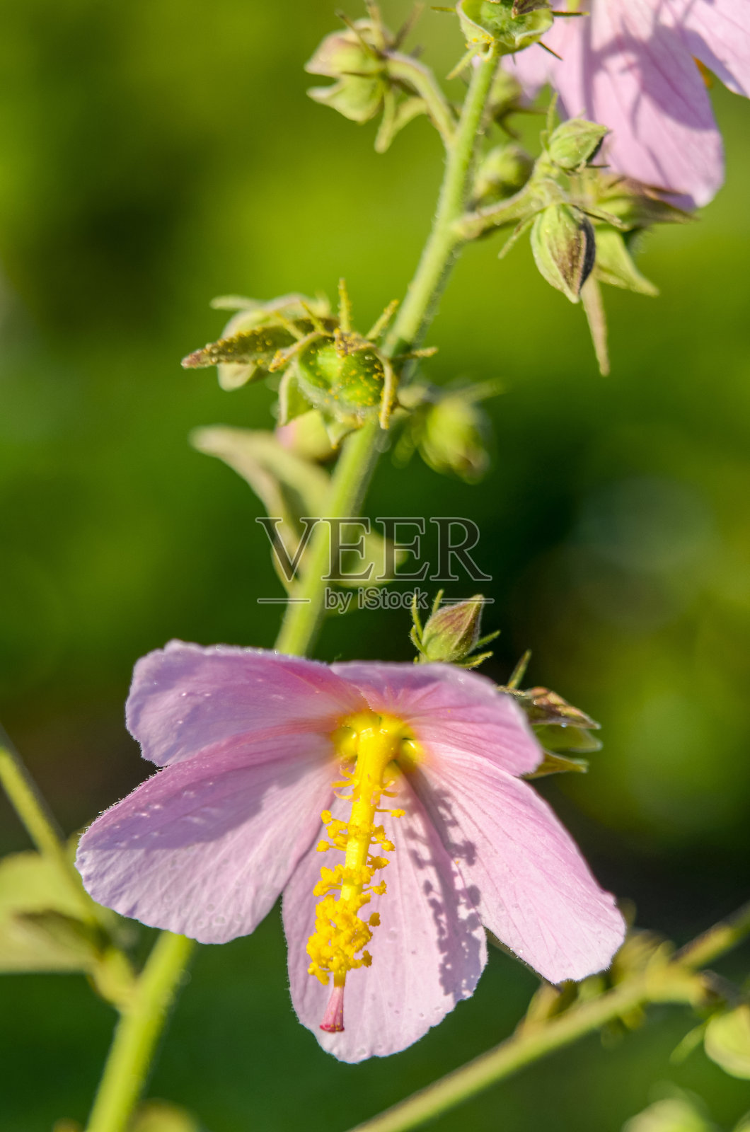 粉红色的木槿:后花园的夏末花朵照片摄影图片