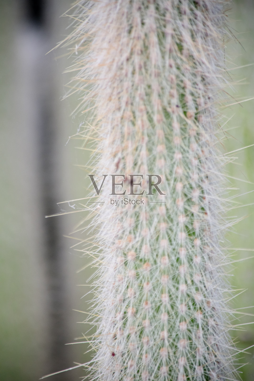 闭锁仙人掌特写照片摄影图片