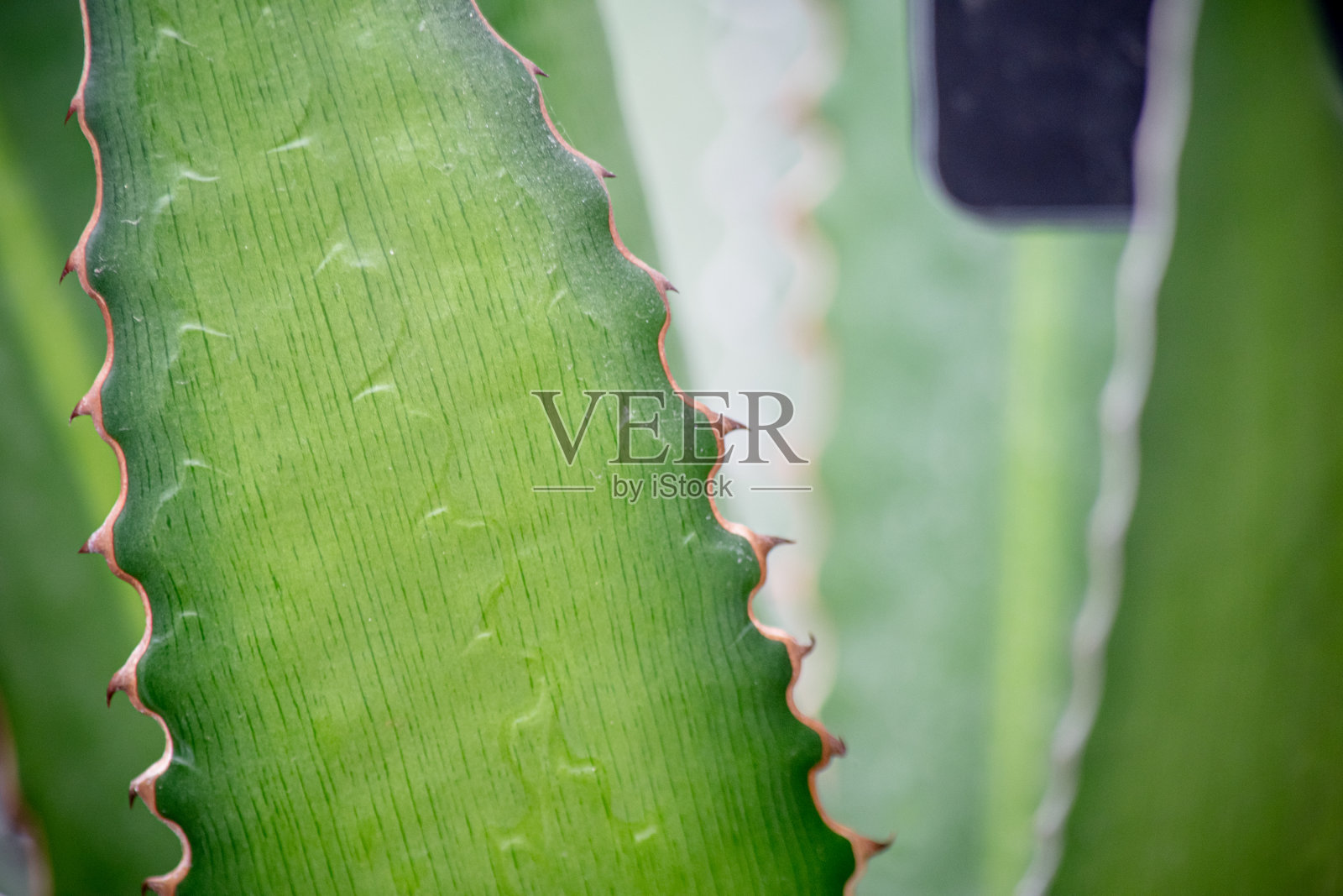 芦荟叶特写照片摄影图片