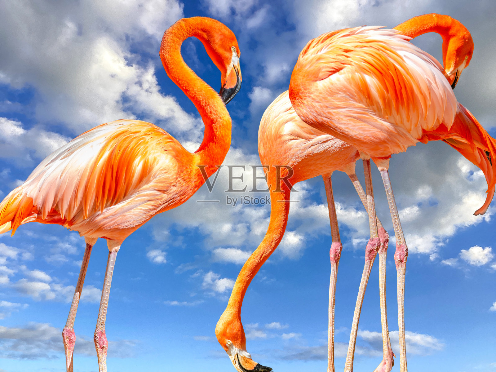 粉红色的加勒比火烈鸟:隔绝在蓝天下的橡胶凤蝶照片摄影图片