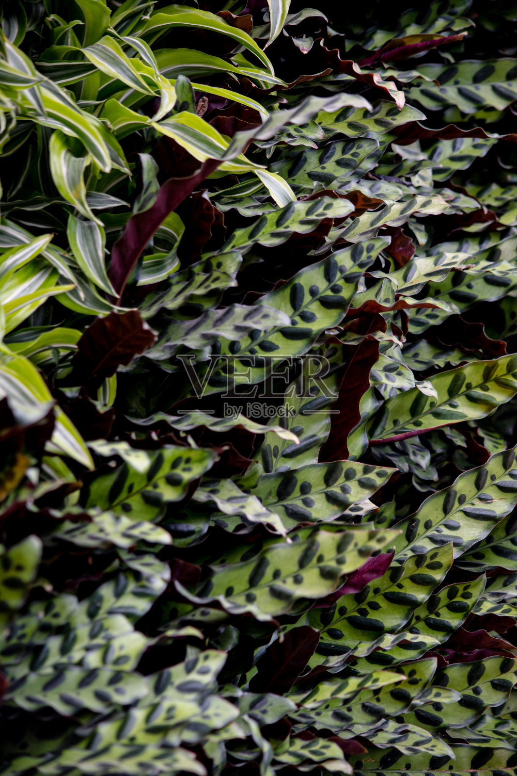 绿叶墙背景照片摄影图片