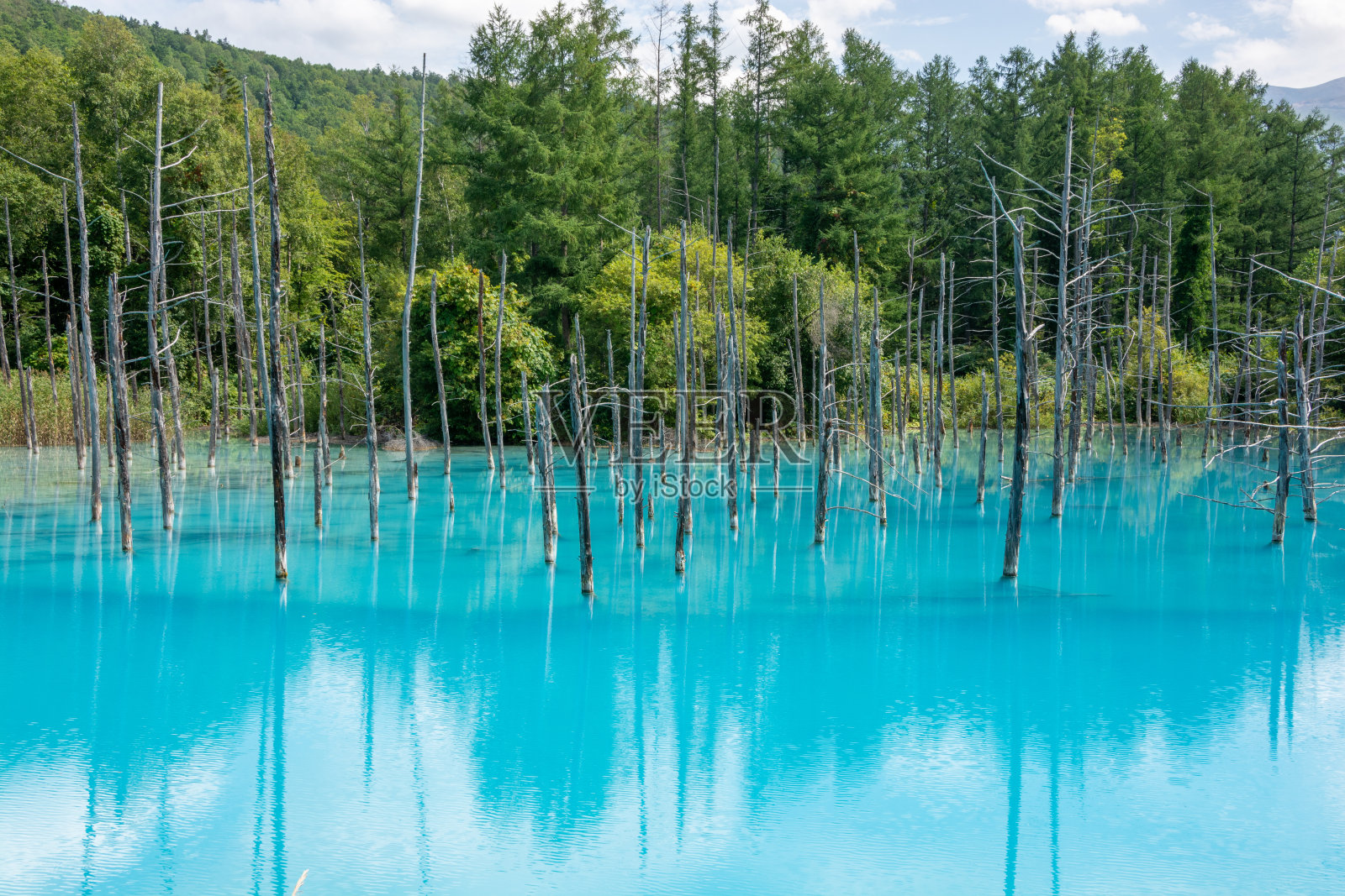 鲜绿的初夏碧蓝的池塘在碧照片摄影图片