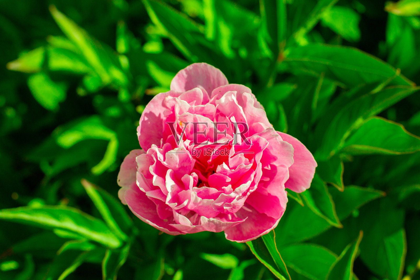 美丽的鸽子在花园里盛开照片摄影图片