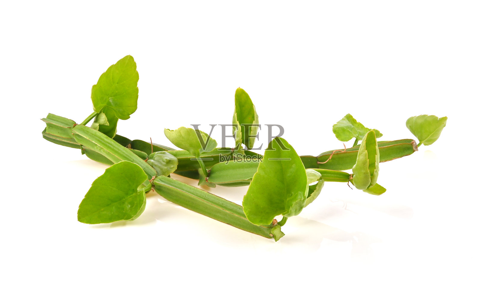 在白色背景上的四棱山羊草，水虎藤或草原葡萄。治疗痔疮的草药。照片摄影图片