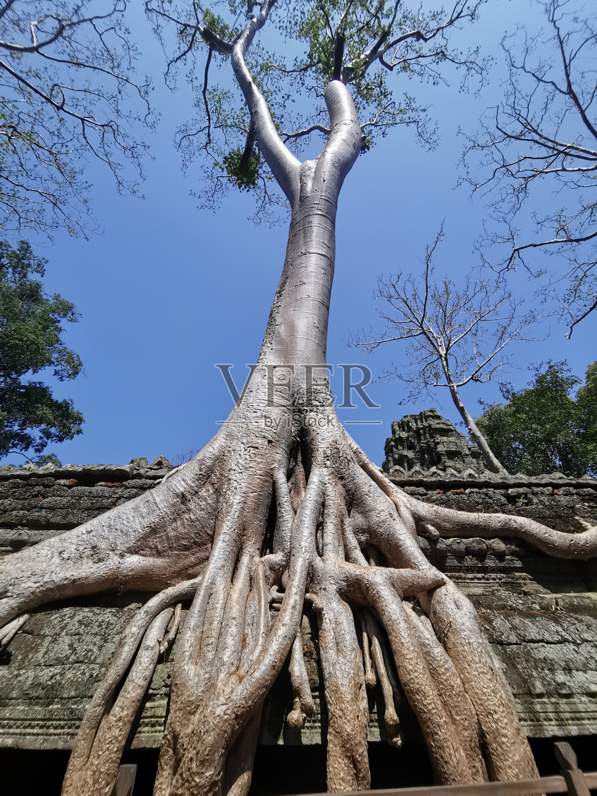 在柬埔寨古老的寺庙废墟上生长着一棵巨大的树，树根蔓生。照片摄影图片