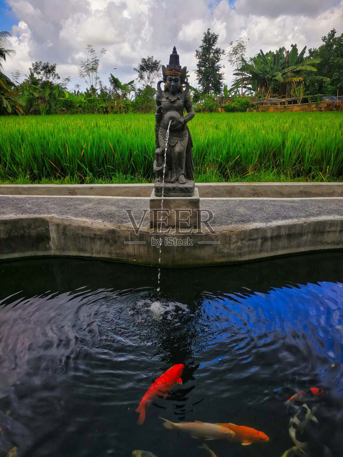郁郁葱葱稻田中的巴厘岛雕像喷泉与锦鲤池照片摄影图片