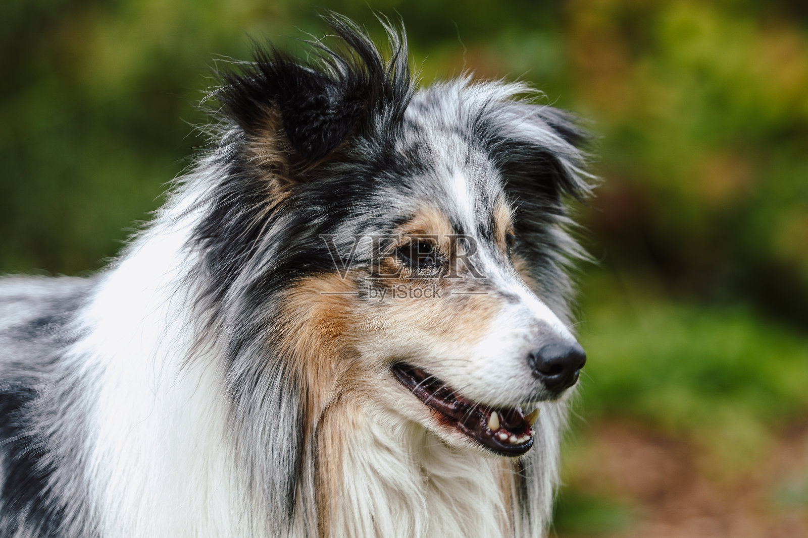 罕见的蓝山鸟色设得兰牧羊犬在绿色的花园。照片摄影图片
