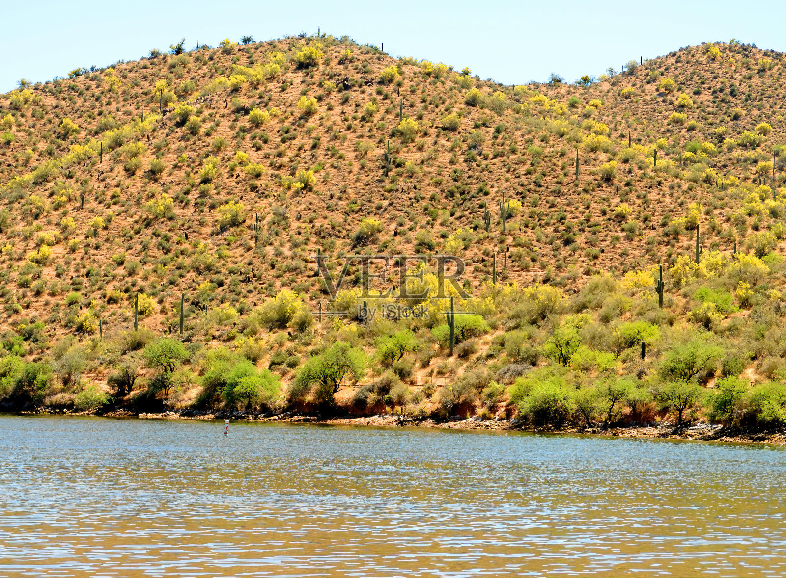 亚利桑那州萨瓜罗湖的秋天照片摄影图片