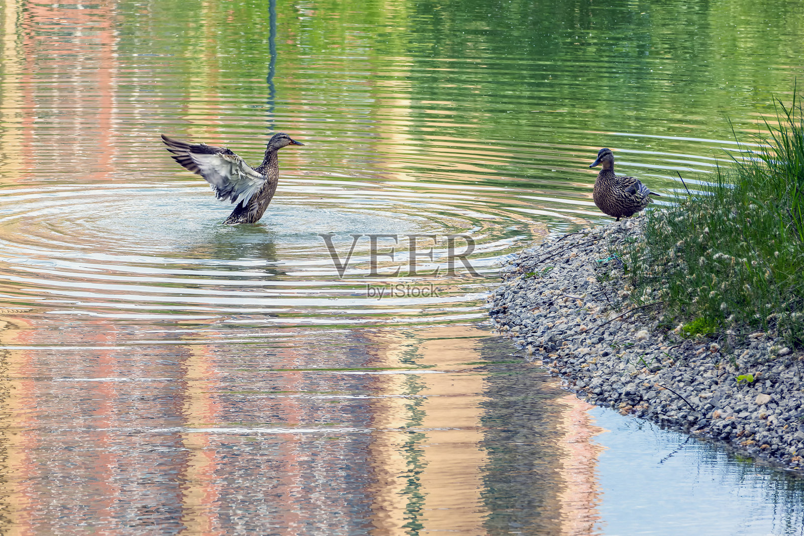 两只野鸭在清晨的湖里照片摄影图片