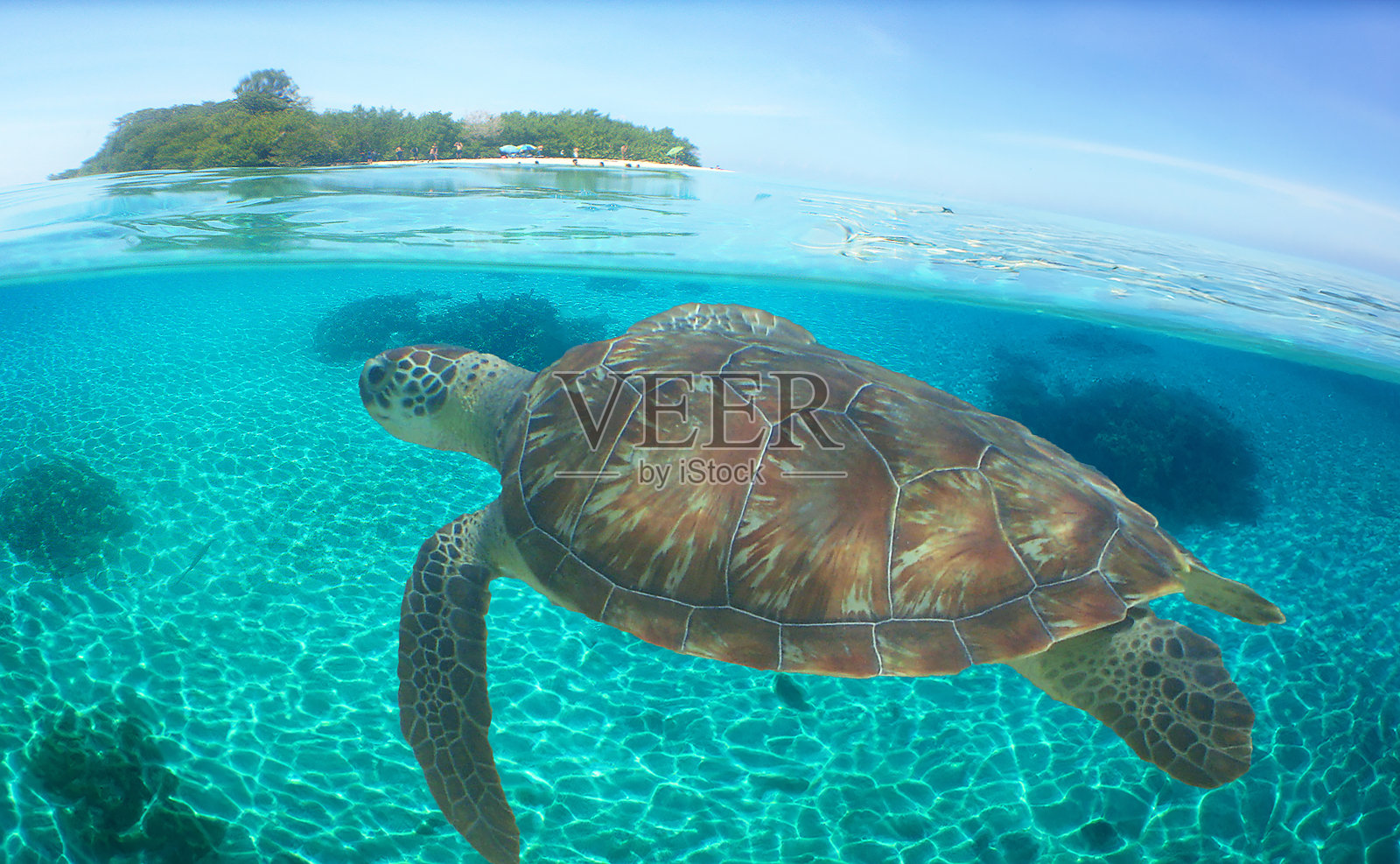 一只海龟在加勒比海游泳照片摄影图片