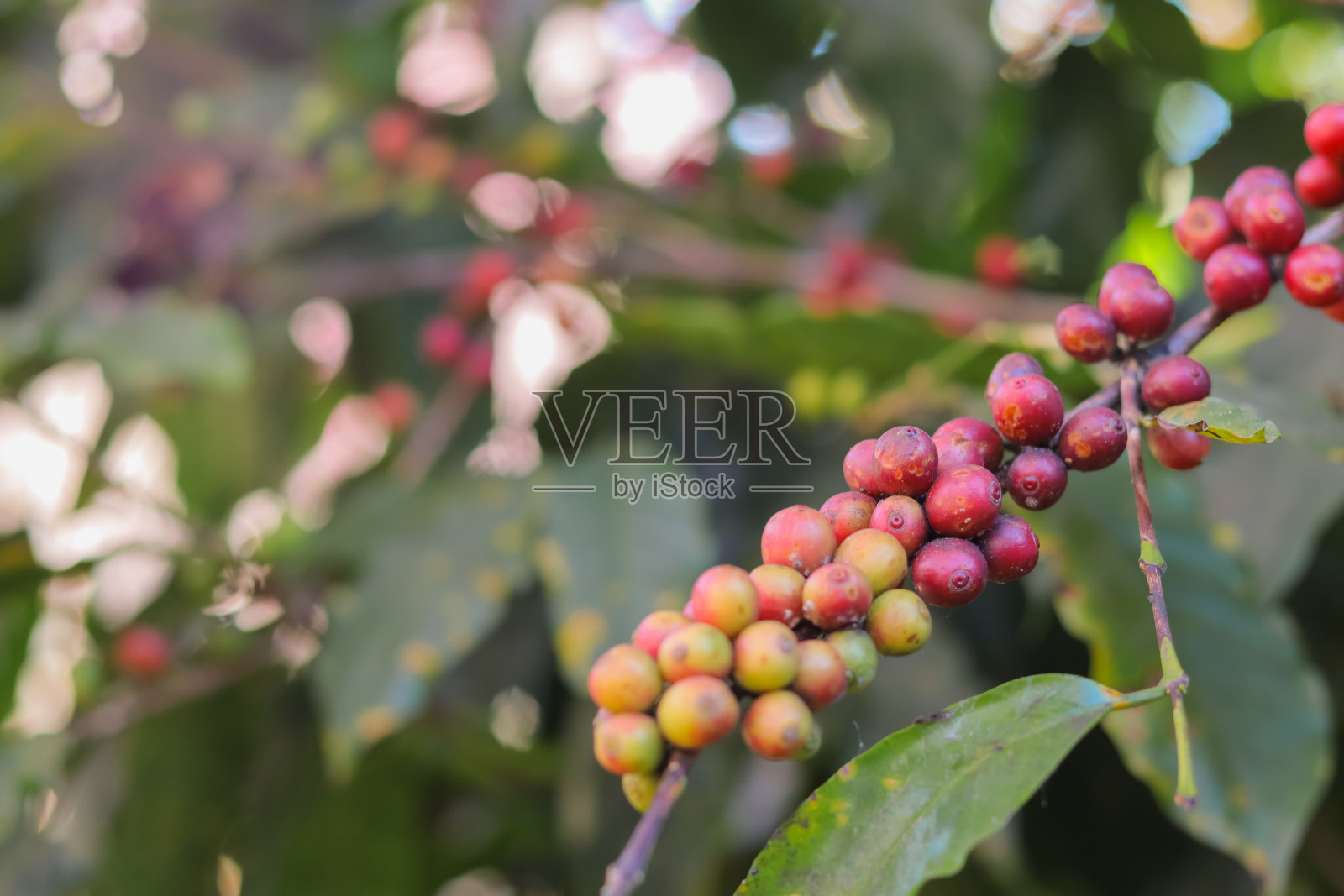 研究中心的咖啡树通过研究适合当地气候的咖啡豆，并种植出高产量的咖啡豆，正在大量生产咖啡豆。照片摄影图片