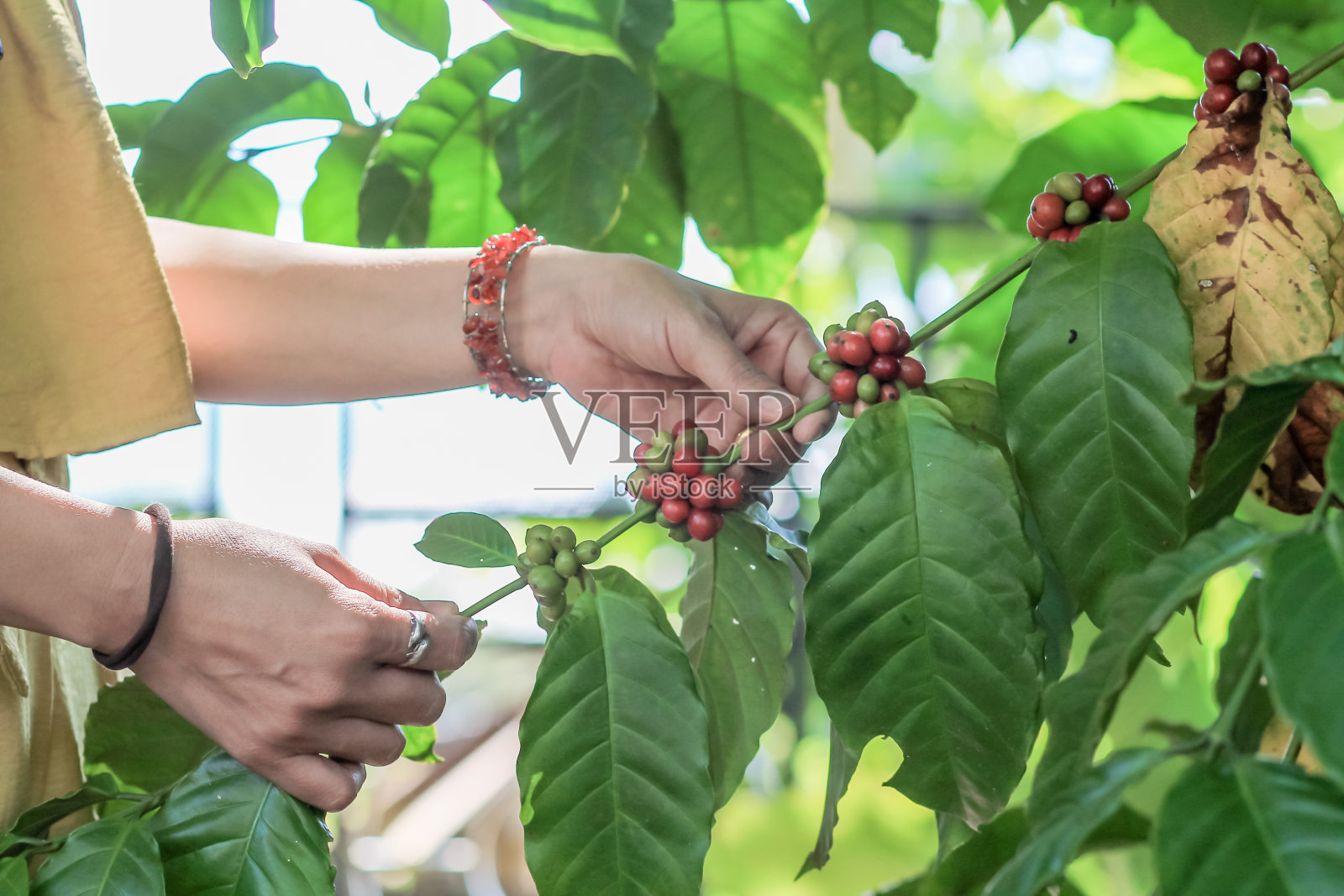 研究中心的咖啡树通过研究适合当地气候的咖啡豆，并种植出高产量的咖啡豆，正在大量生产咖啡豆。照片摄影图片