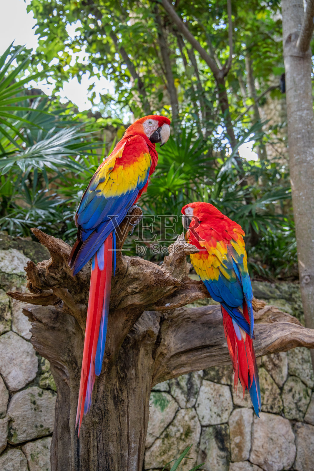 墨西哥金塔纳罗奥生态公园的猩红金刚鹦鹉或旗金刚鹦鹉(Ara macao)照片摄影图片