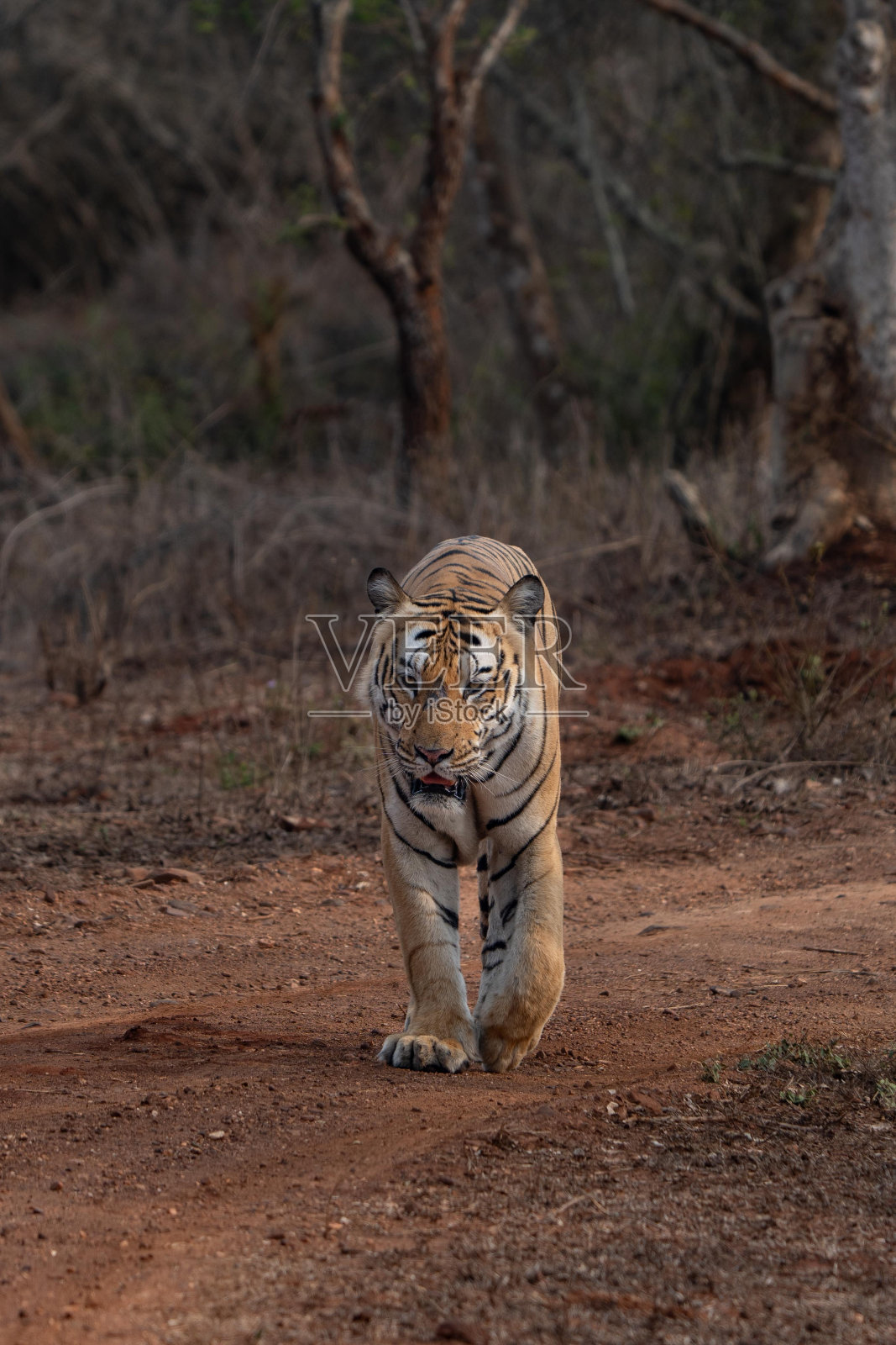 来自印度森林的孟加拉虎照片摄影图片