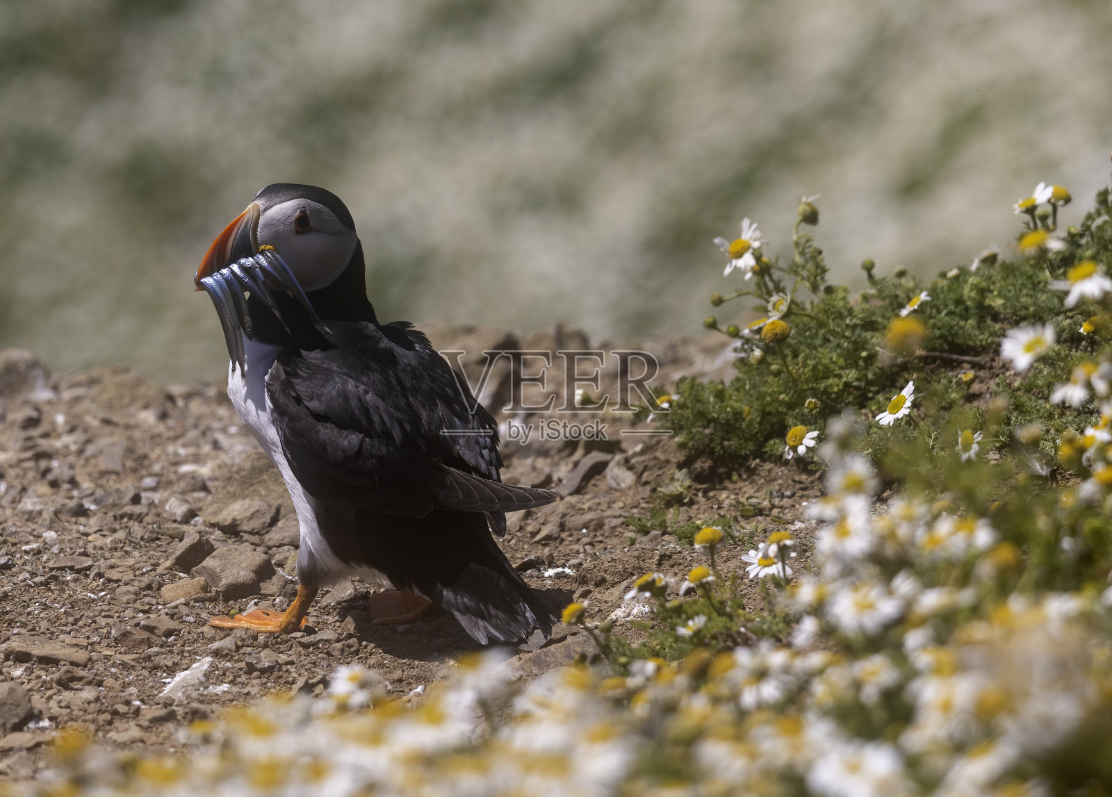 角嘴海雀照片摄影图片