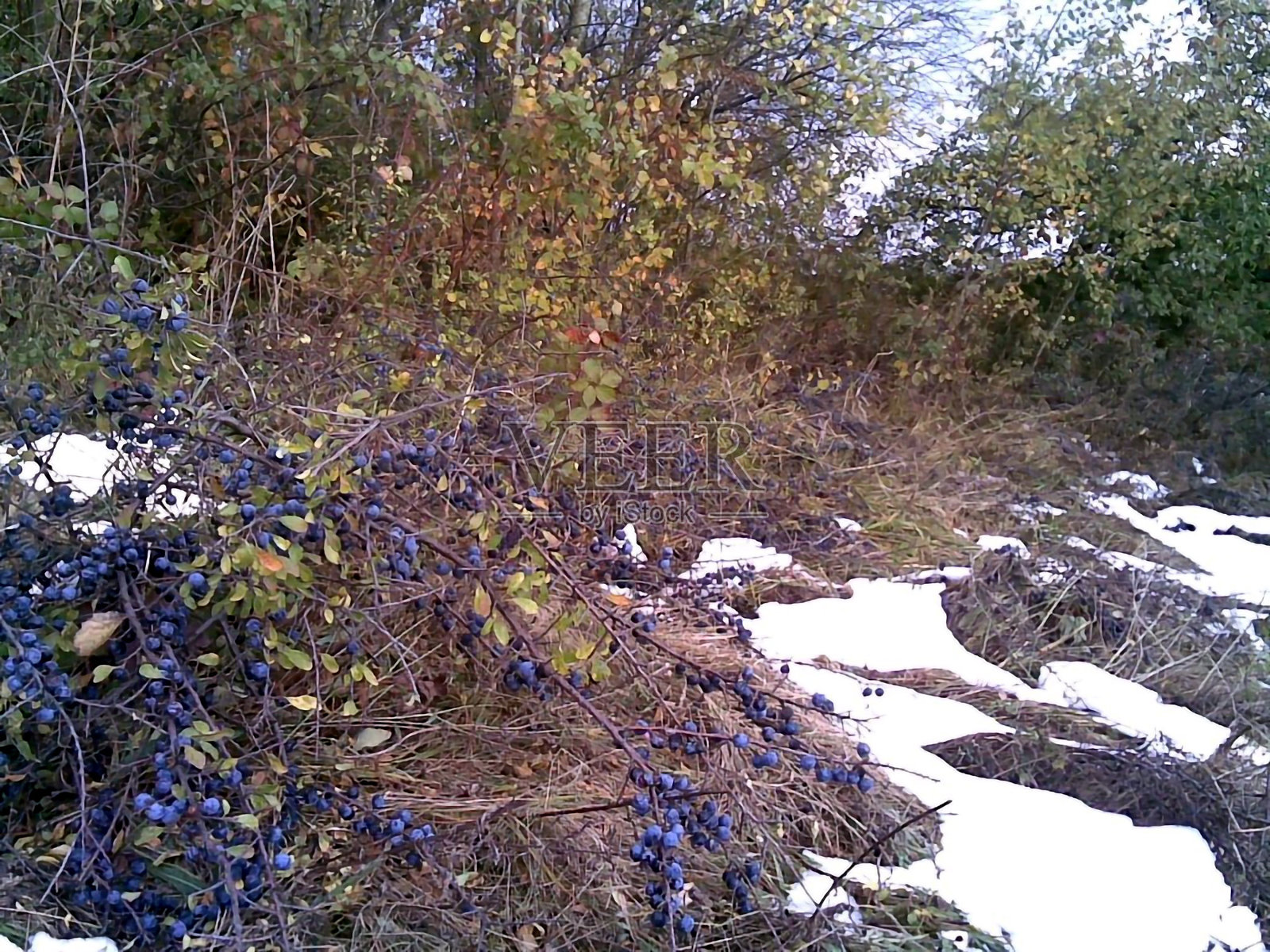 果园里的初冬照片摄影图片