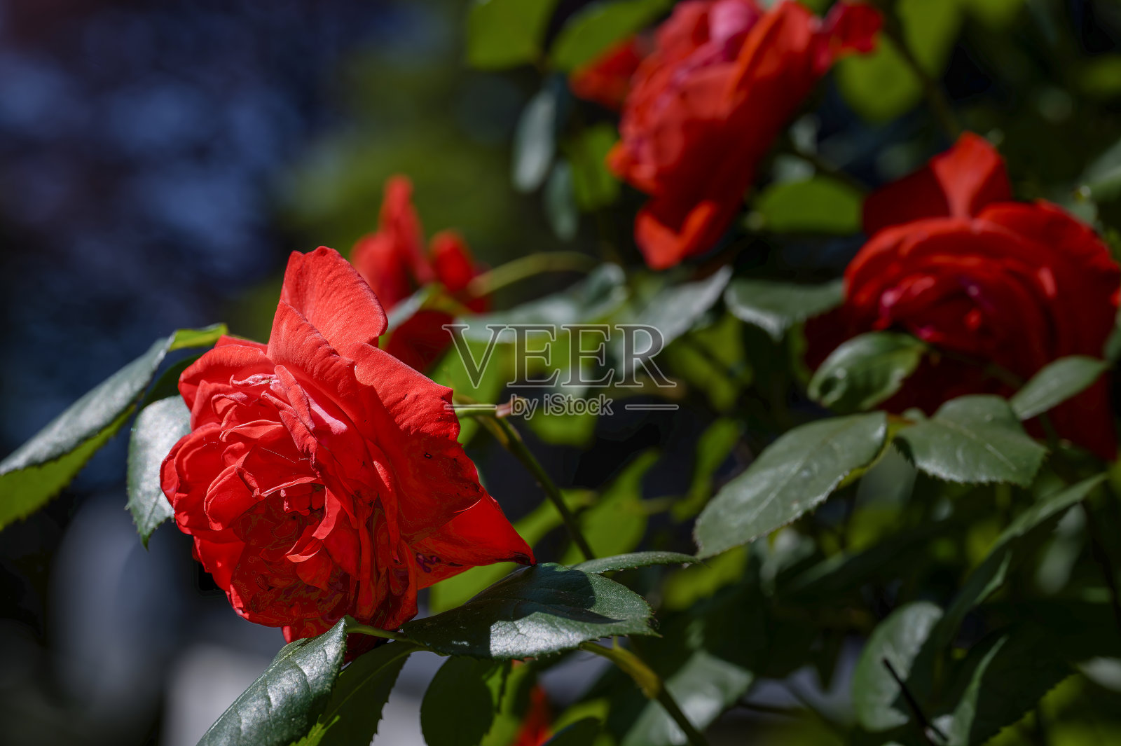 红玫瑰的微距镜头。照片摄影图片