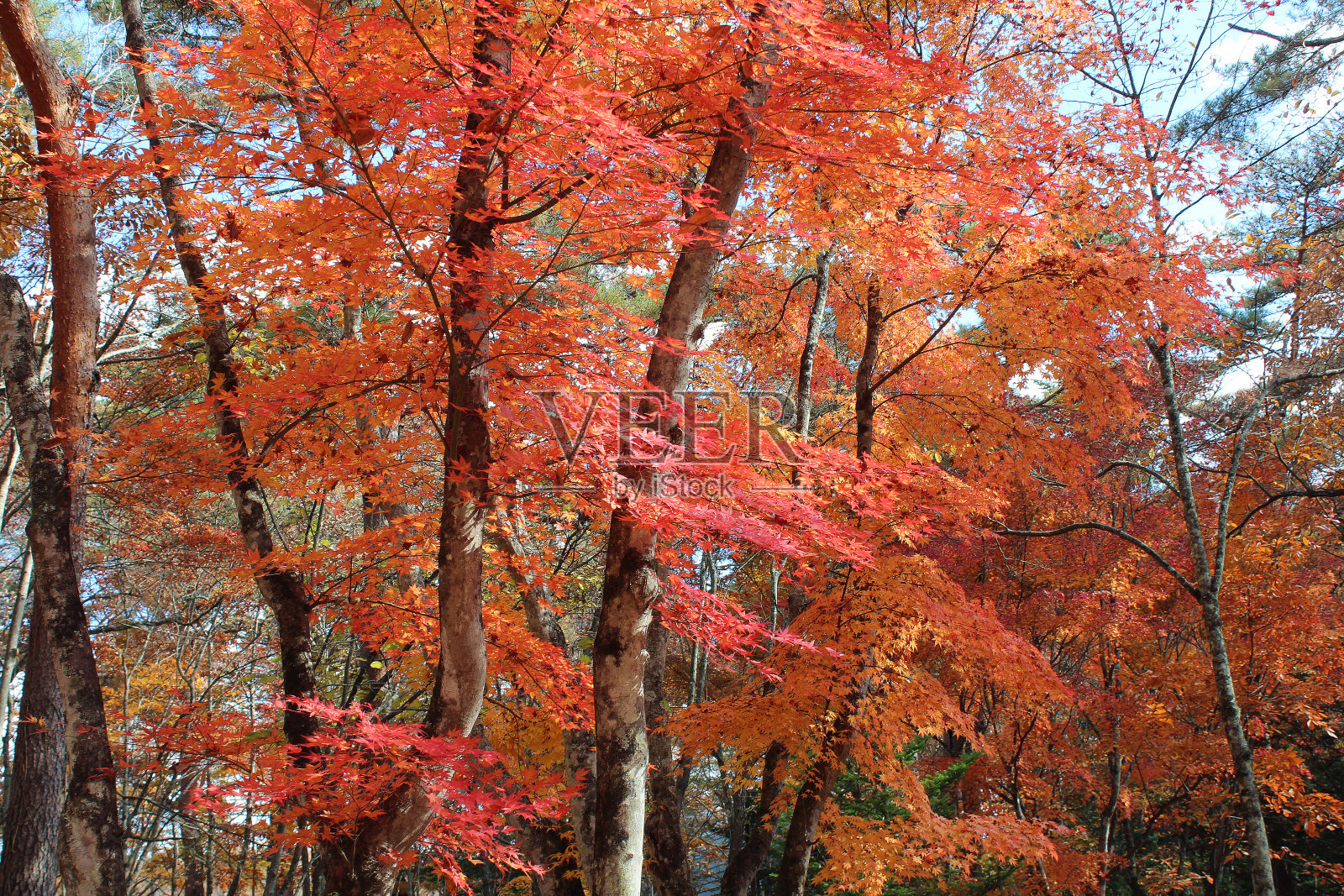 日本轻井泽的秋叶风光照片摄影图片
