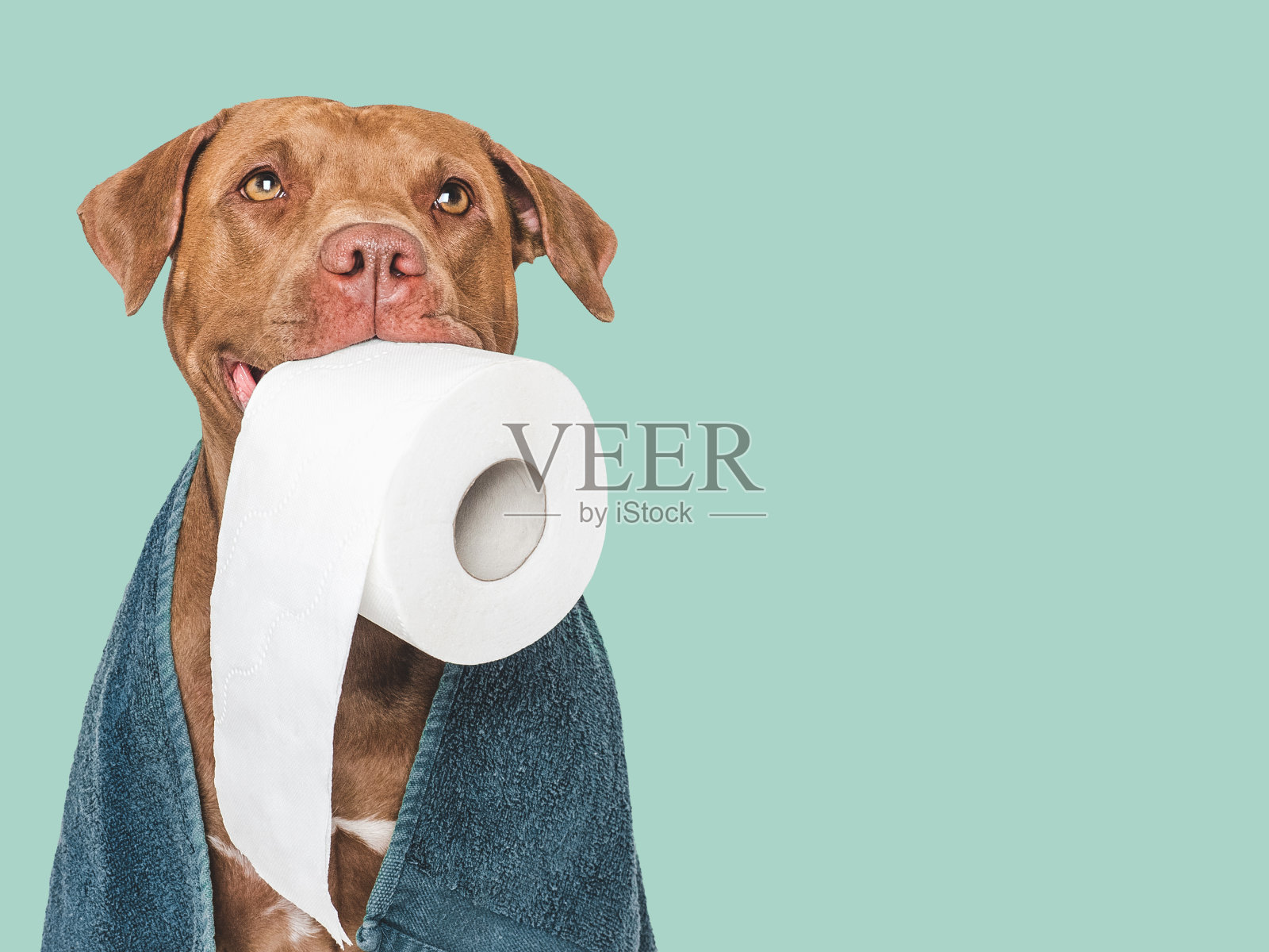 可爱的棕色狗拿着一卷卫生纸照片摄影图片