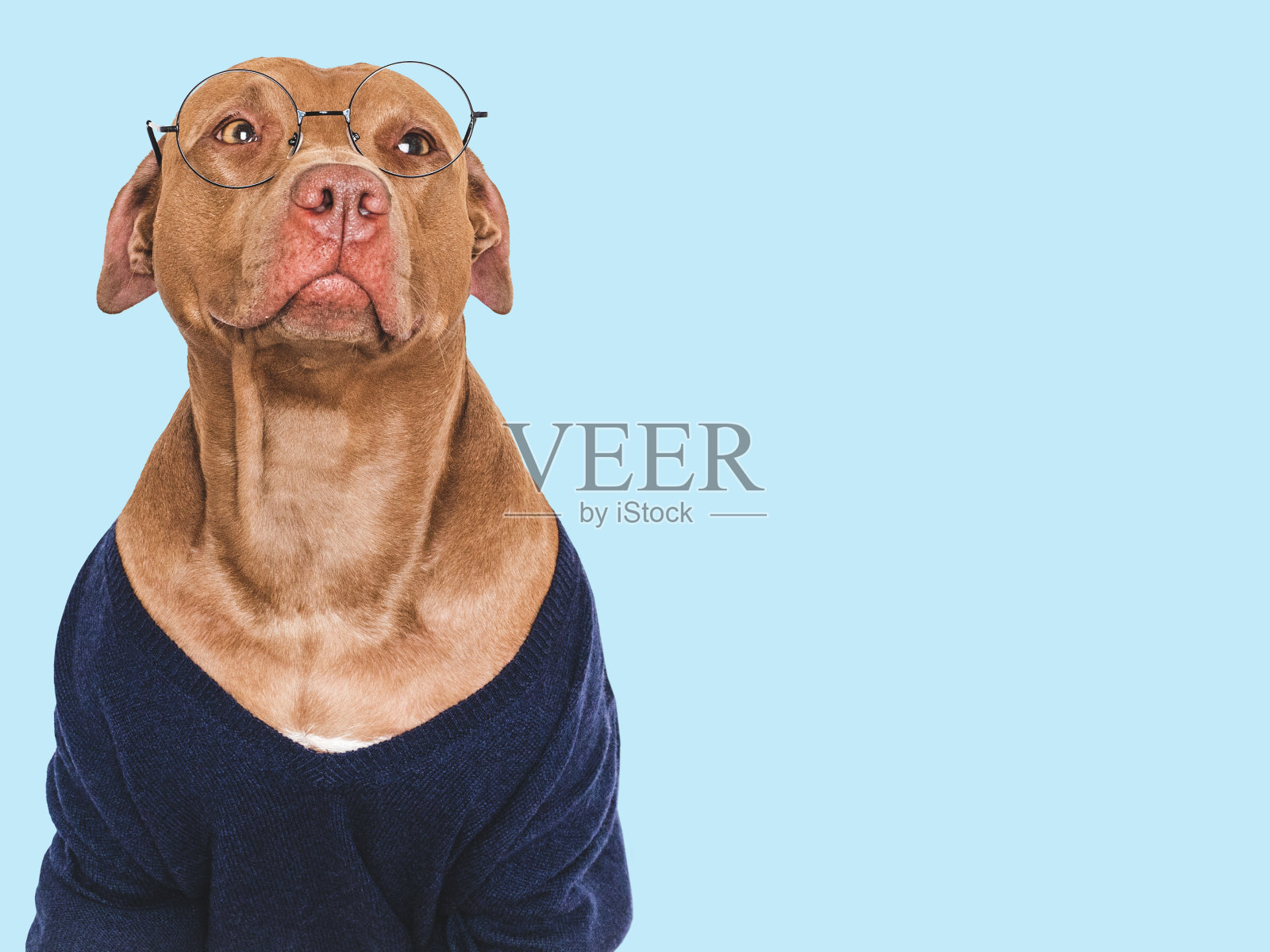 可爱的狗，眼镜和时髦的套头衫。影棚拍摄照片摄影图片