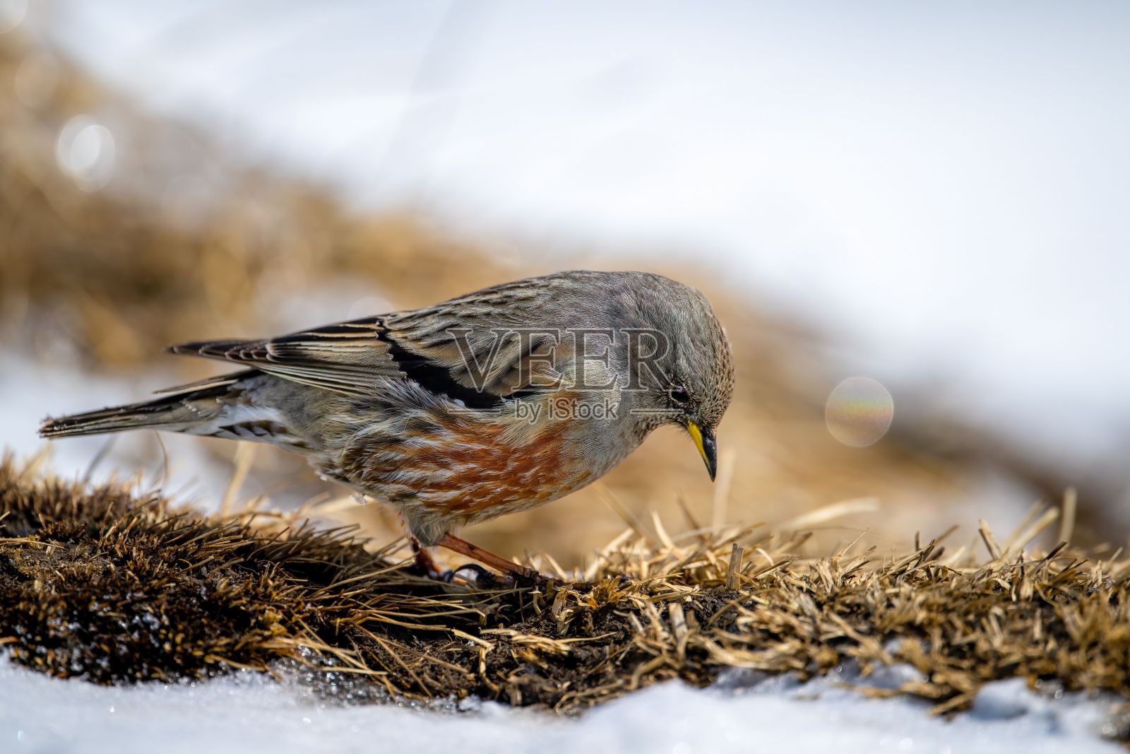 一个高山口音者栖息在长满草的雪地上的特写照片摄影图片