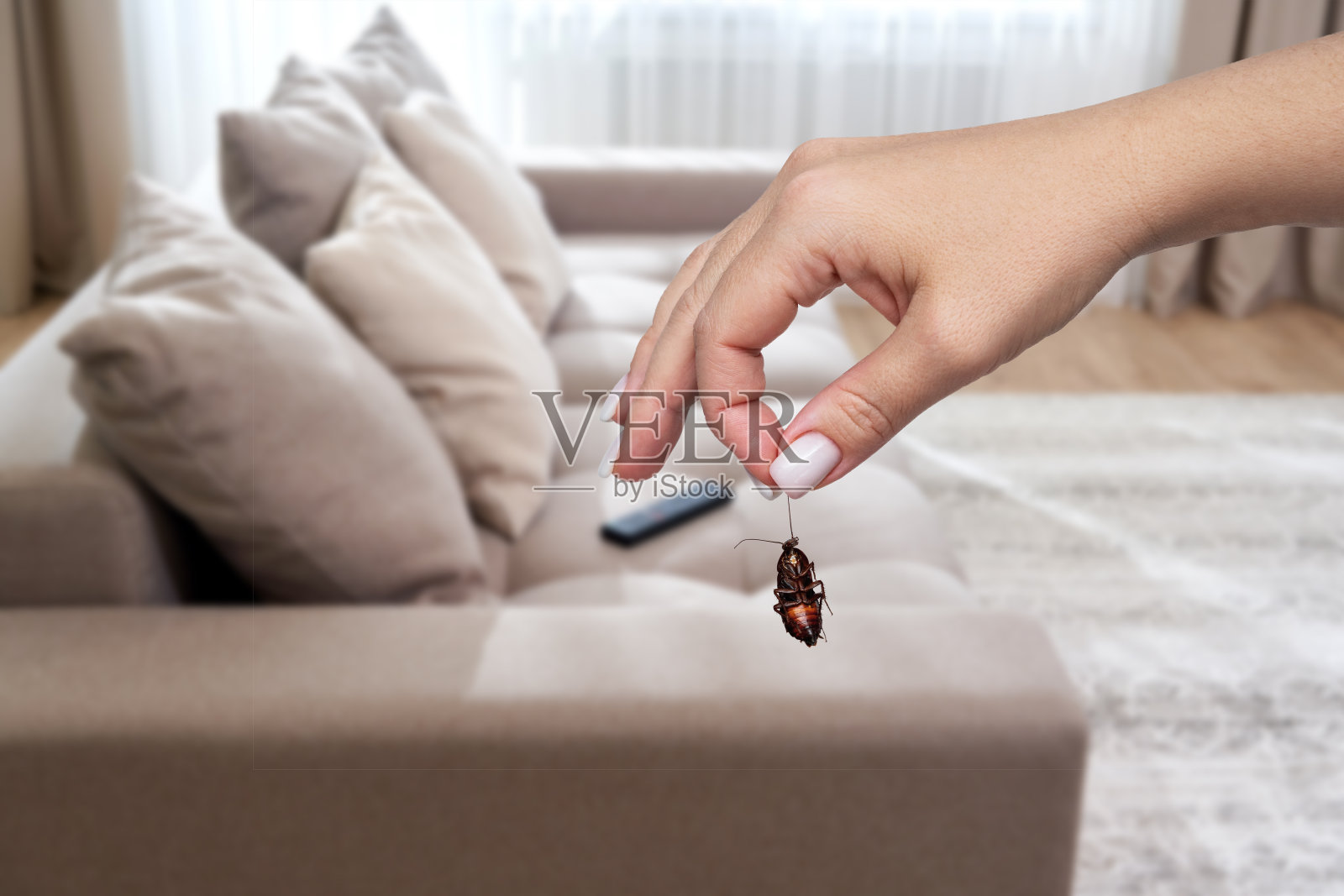 客厅里有一只女人手握着死蟑螂，背景是沙发。家居环境害虫防治及清洁的概念照片摄影图片
