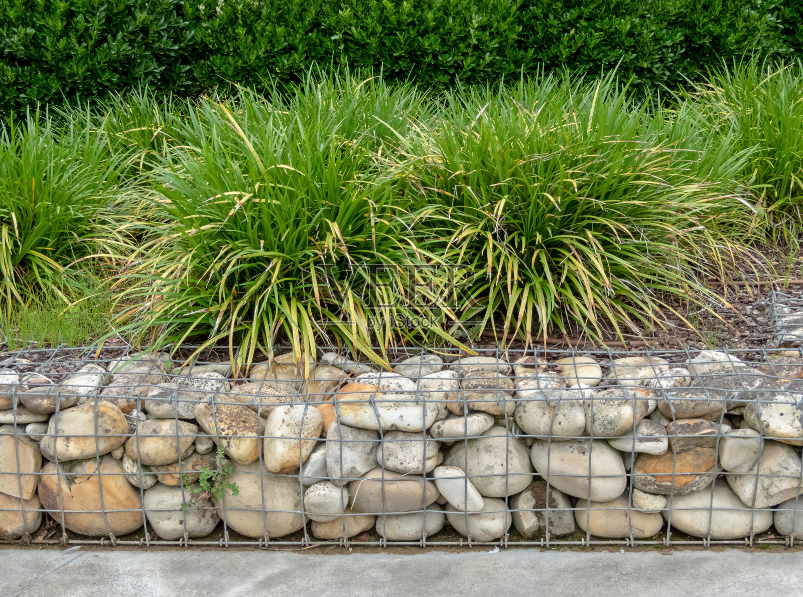 石笼墙，苔草或日本莎草和灌木树篱。照片摄影图片