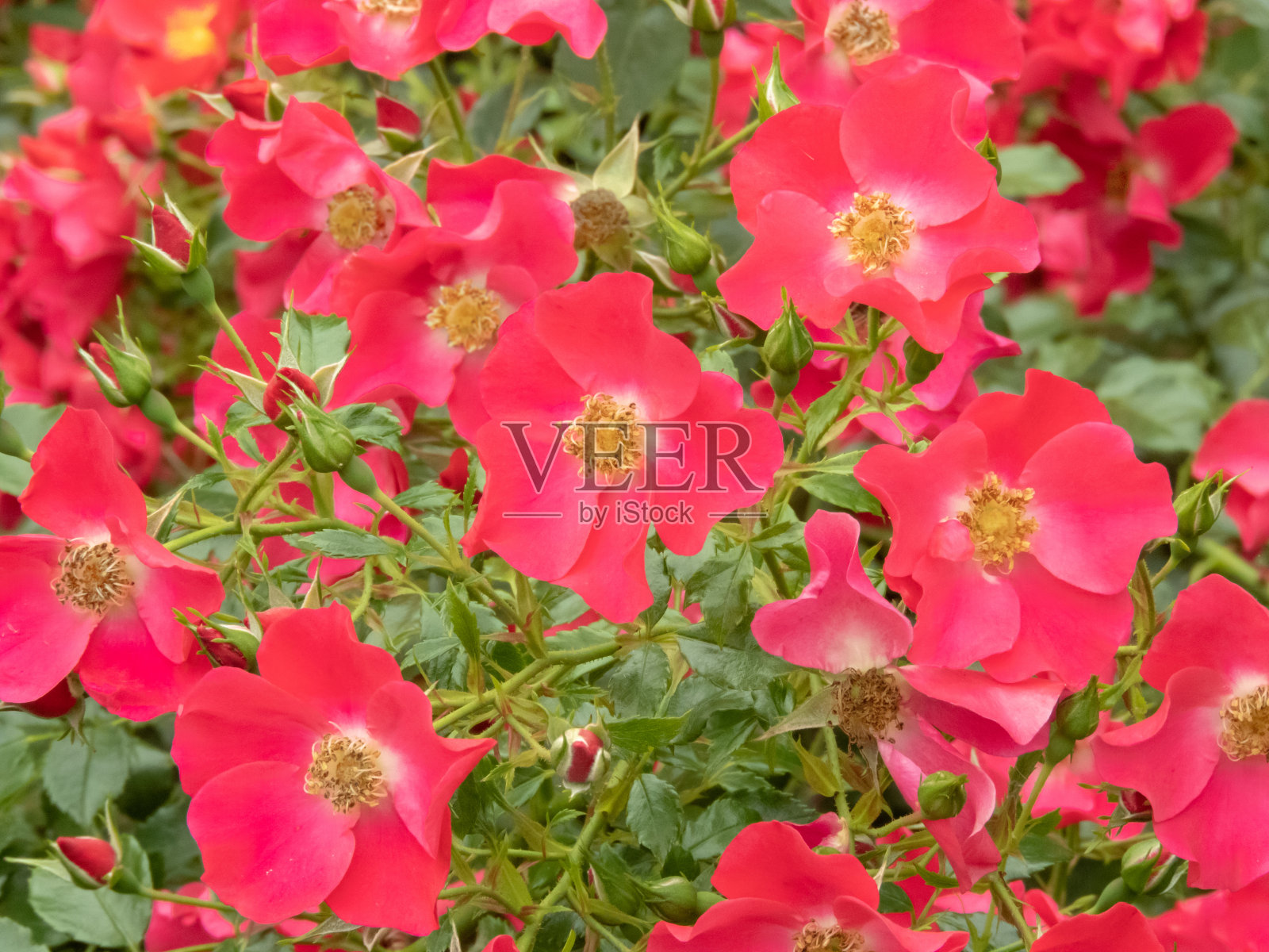 粉红色的单瓣玫瑰花，明亮的绿色叶照片摄影图片