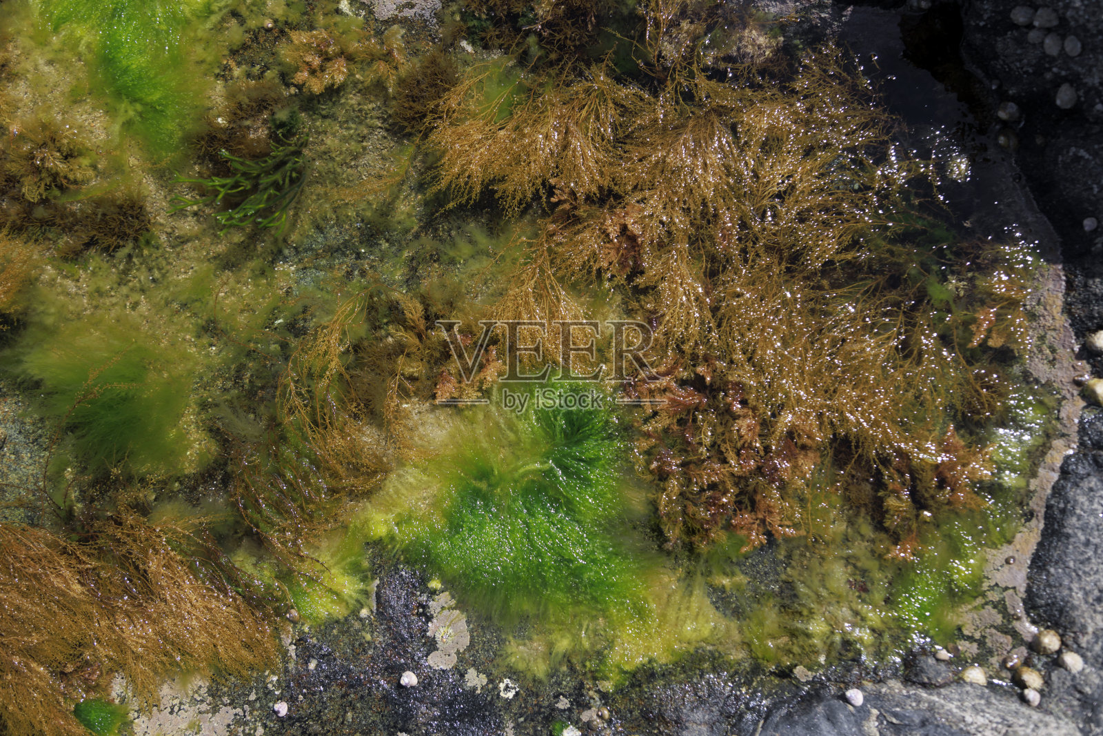 海滩上的海草、岩石和贝壳照片摄影图片