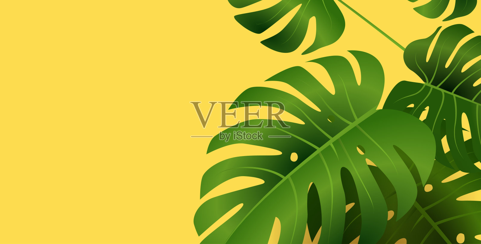 热带绿色怪物叶黄色背景自然植物叶夏季设计插画图片素材