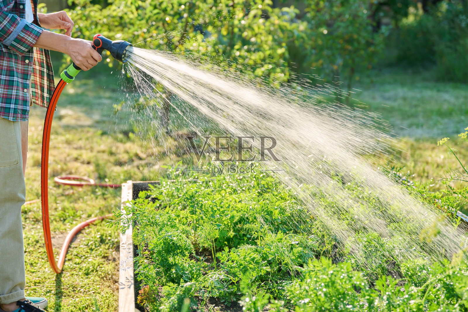 近距离的手与软管浇水胡萝卜植物在抬高的花园床照片摄影图片