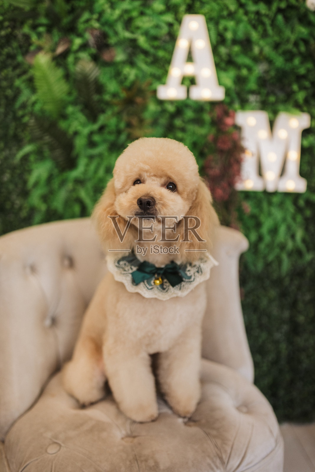 可爱的博美犬在狗美容沙龙被宠爱后照片摄影图片