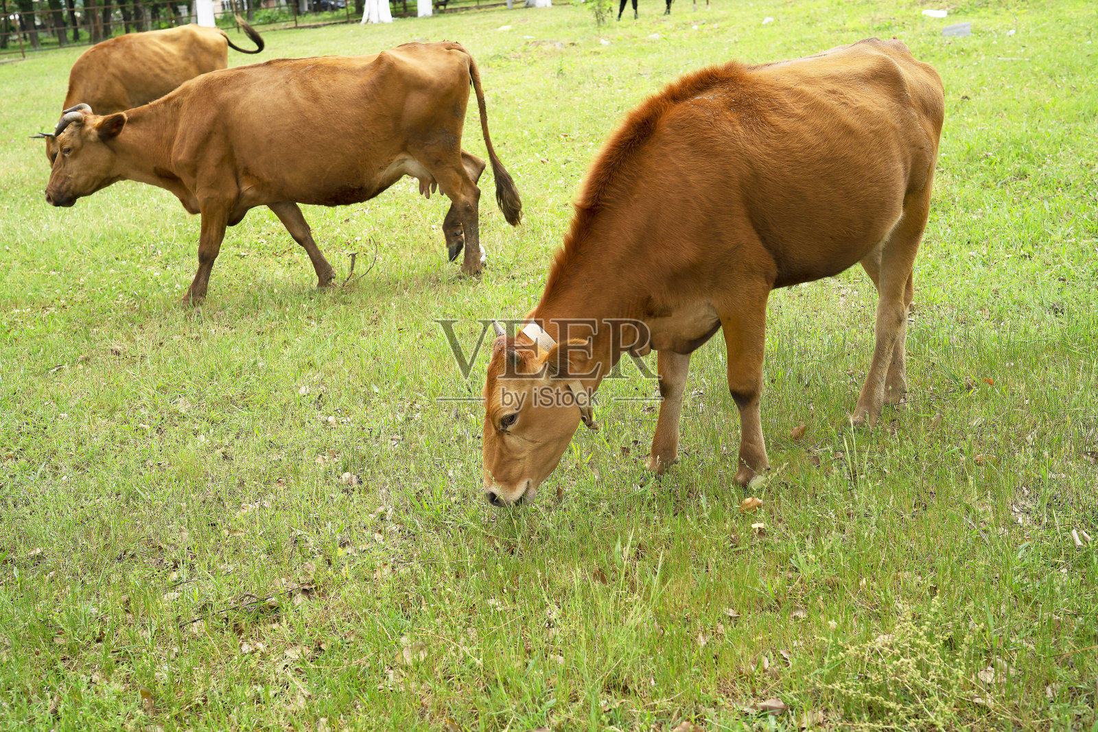 棕色的牛吃天然的草作为背景和灵感照片摄影图片