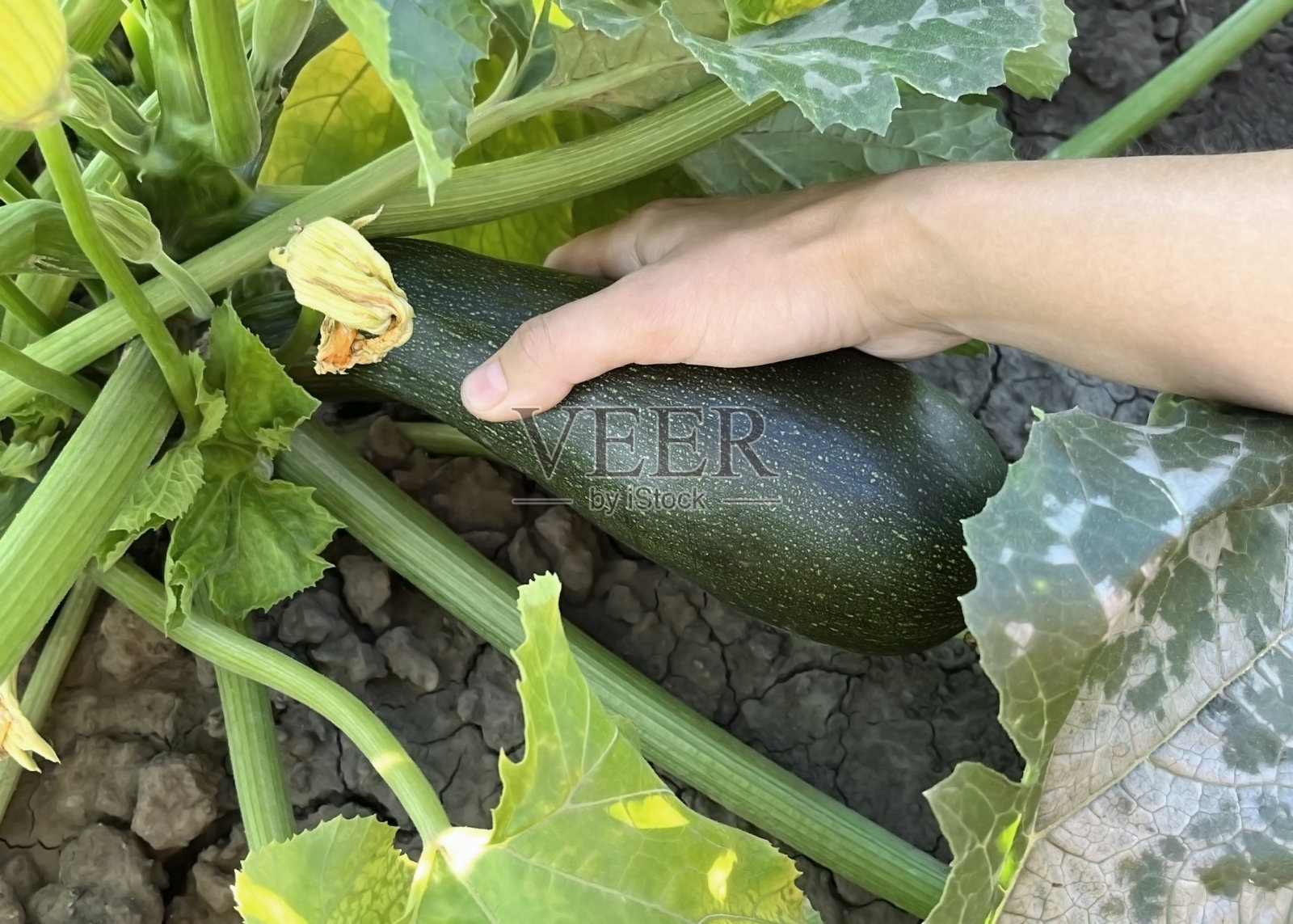 一位妇女在花园里收集成熟的西葫芦照片摄影图片