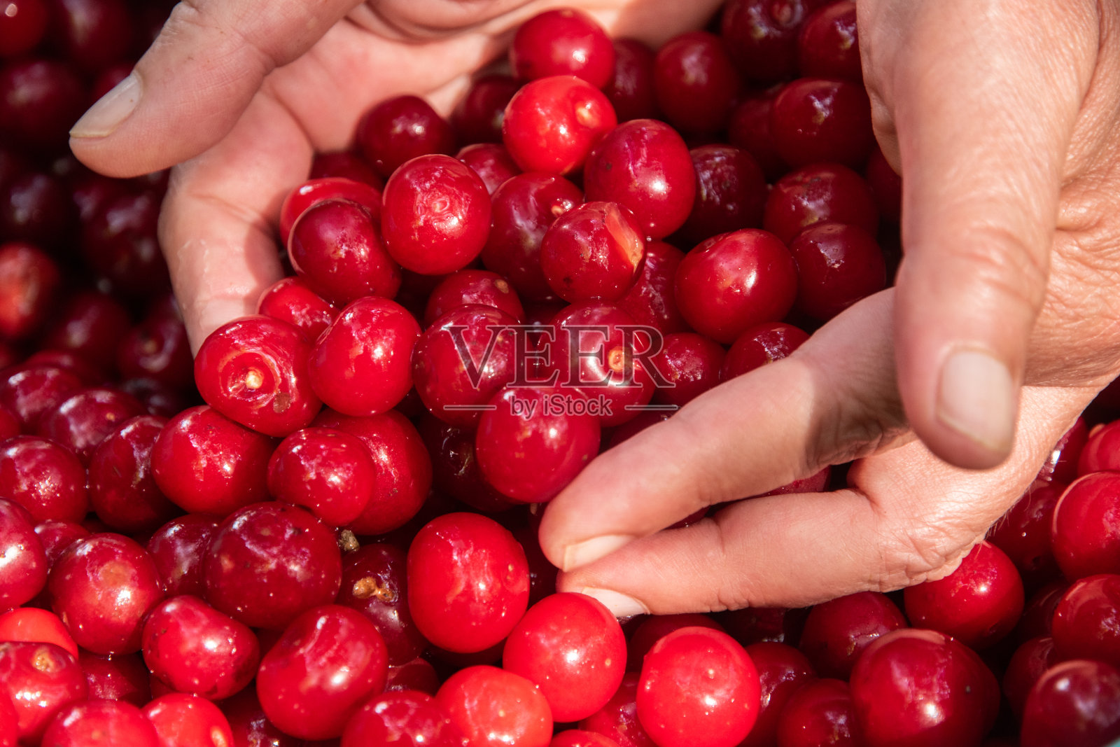 拿着酸樱桃的女性手掌照片摄影图片