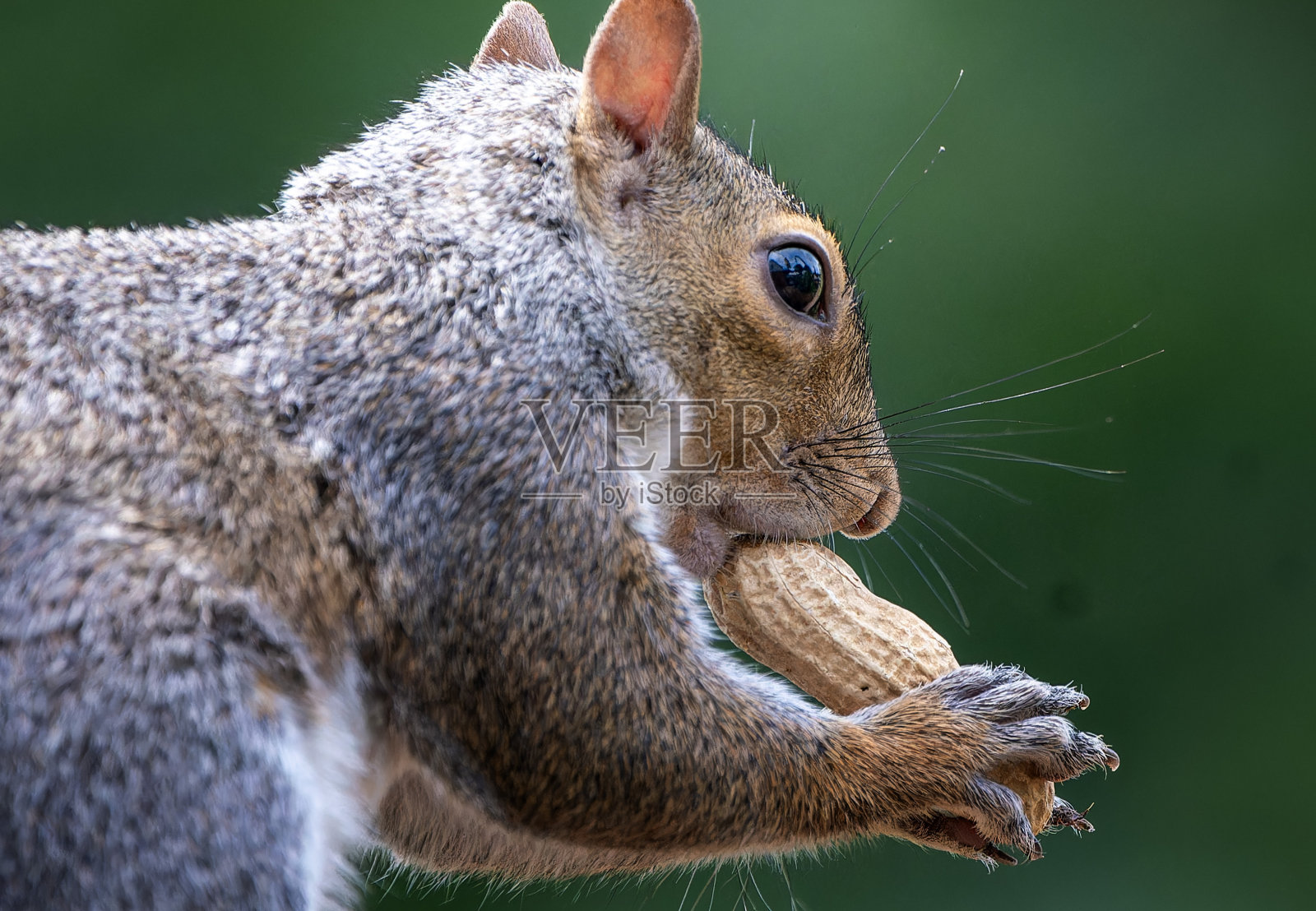 一只松鼠和一颗花生在后院的甲板上照片摄影图片
