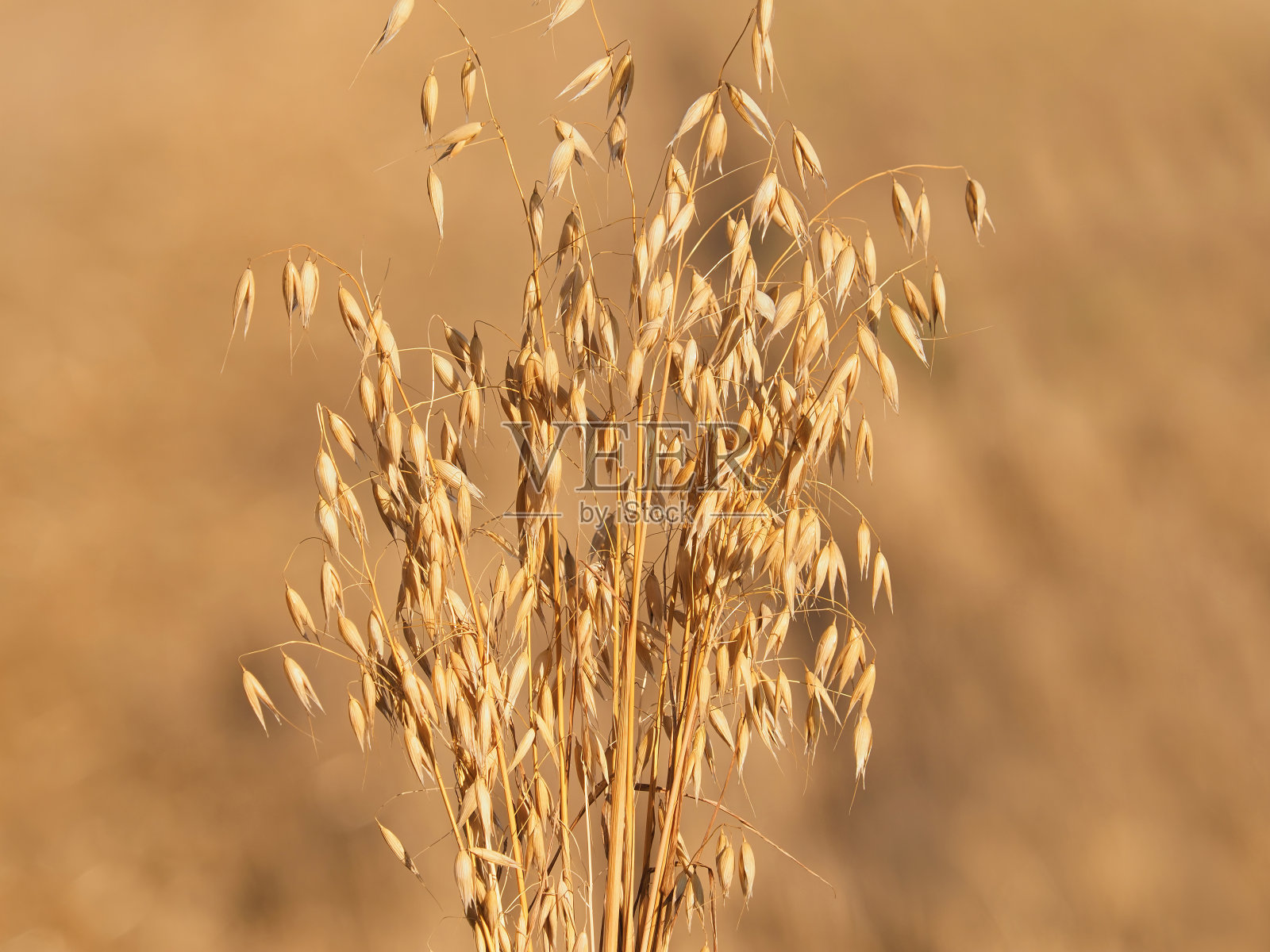 夏天麦田里成熟的燕麦穗照片摄影图片
