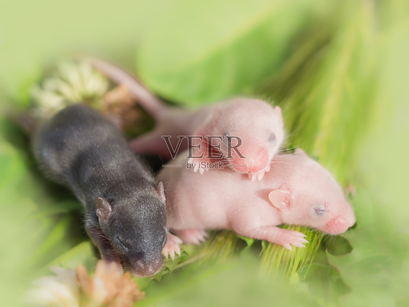 三只小盲鼠近距离睡在绿叶、小老鼠、宠物、农场害虫、爬行动物的食物上。照片摄影图片