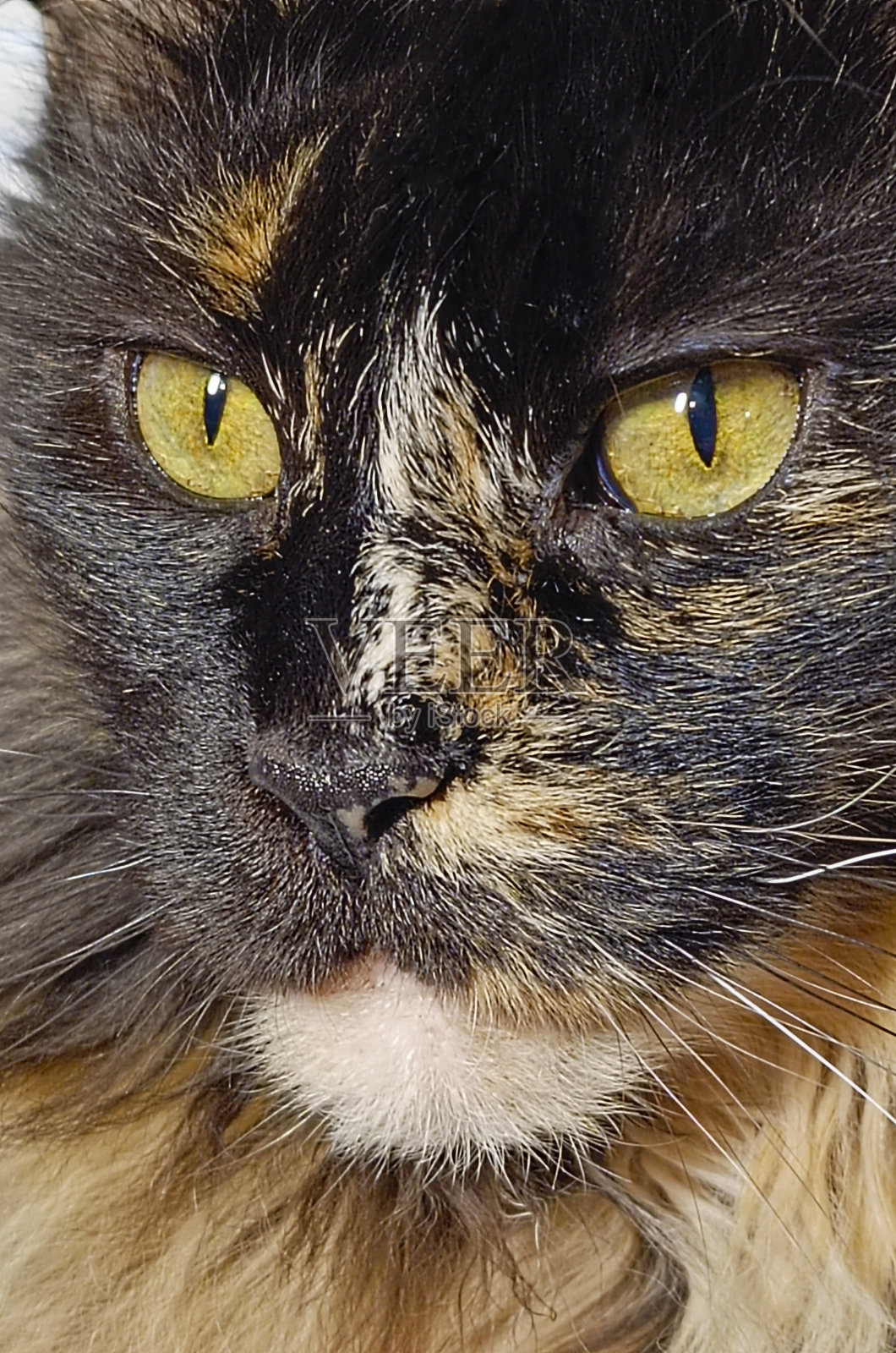 国内黑色缅因浣熊的肖像。猫看相机的特写照片。关注眼睛。照片摄影图片