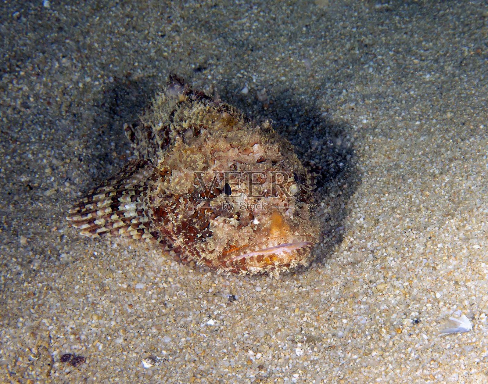 墨西哥下加利福尼亚南部的一条加利福尼亚蝎子鱼照片摄影图片