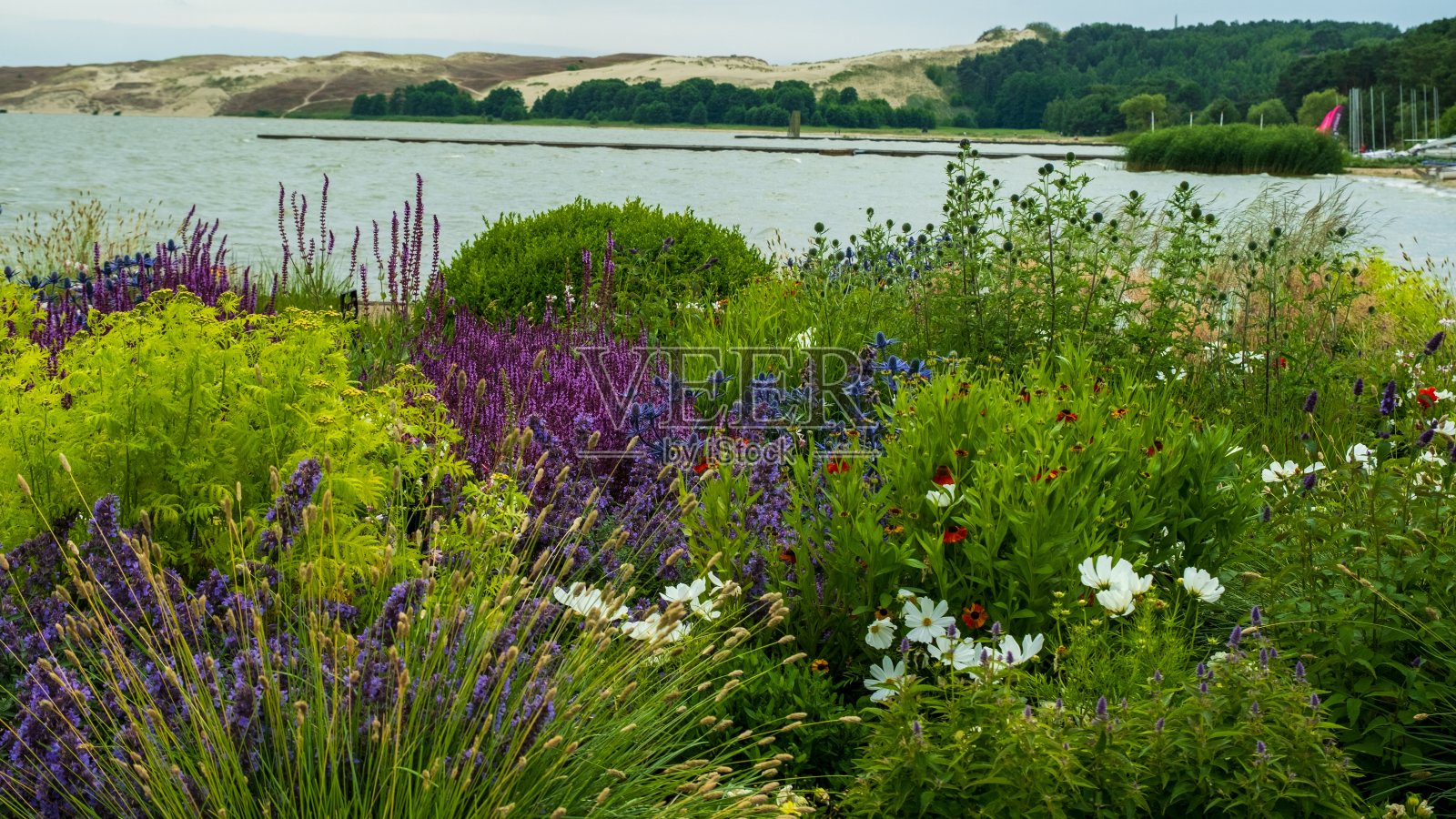 充满活力的湖畔花园盛开照片摄影图片