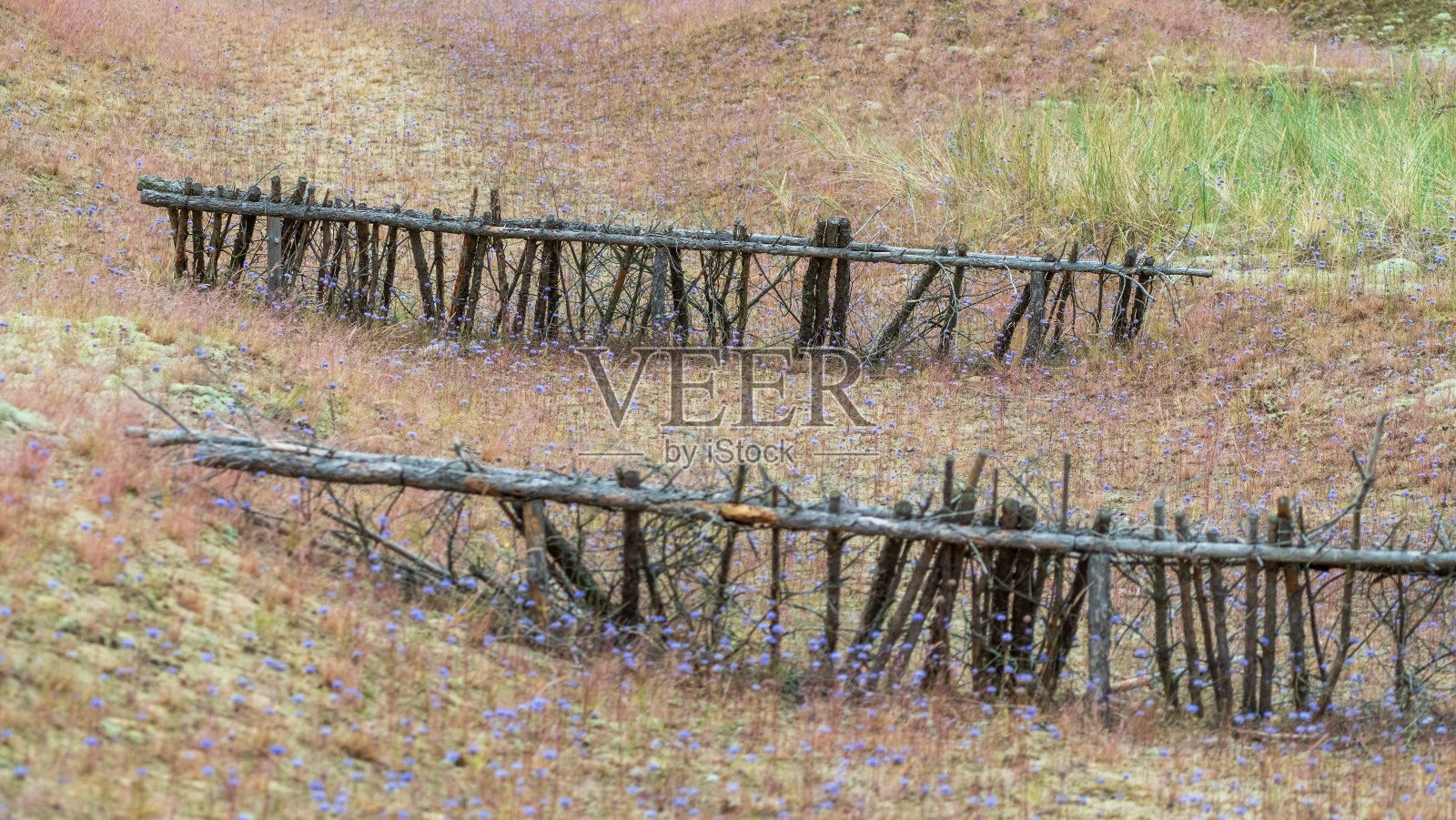 野花地里的质朴木栅栏。库尔尼亚沙丘，立陶宛照片摄影图片