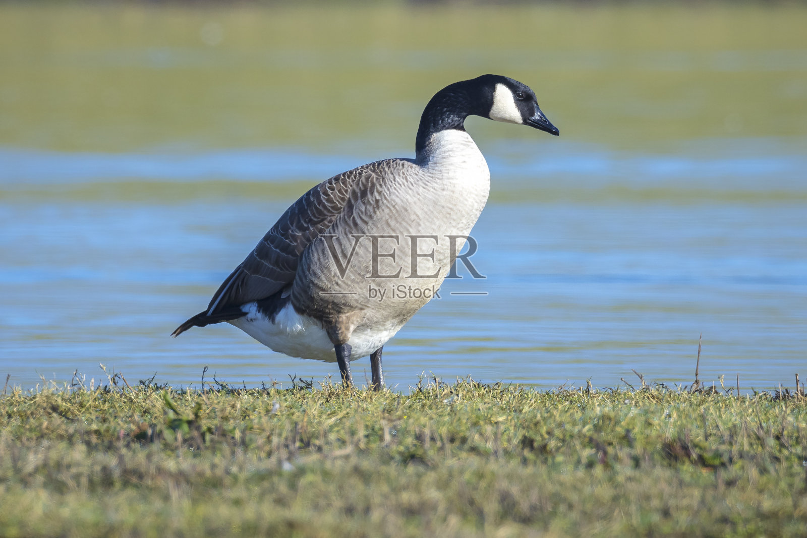 草地上的加拿大鹅照片摄影图片