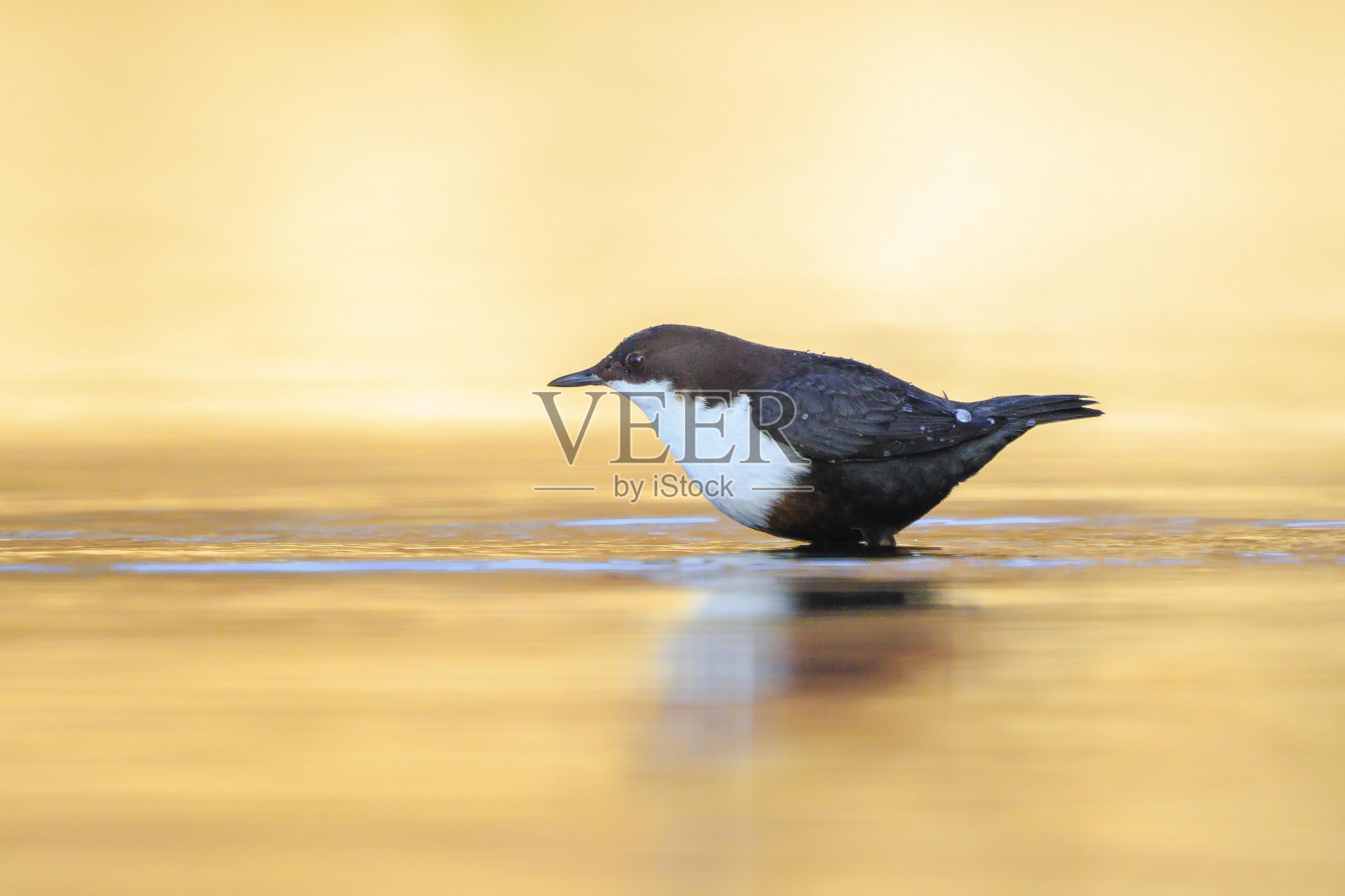 在水中觅食的北方白喉鹬照片摄影图片