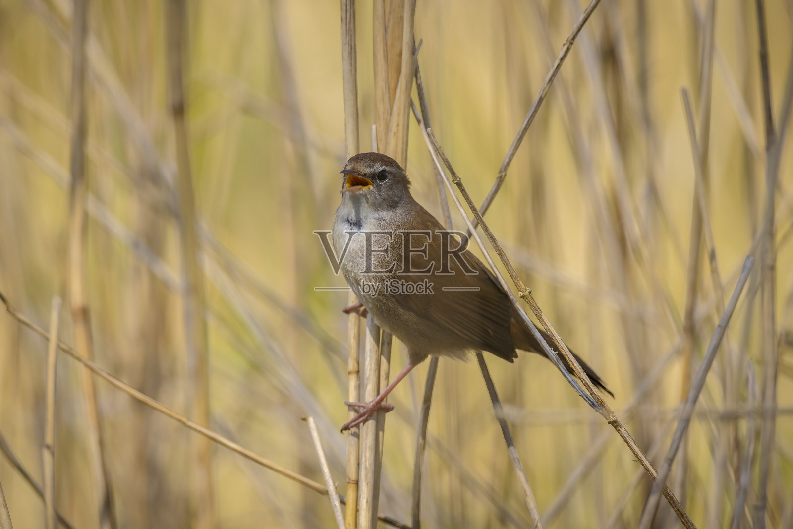 塞蒂的莺，塞蒂娅·塞蒂，鸟儿在歌唱和栖息照片摄影图片