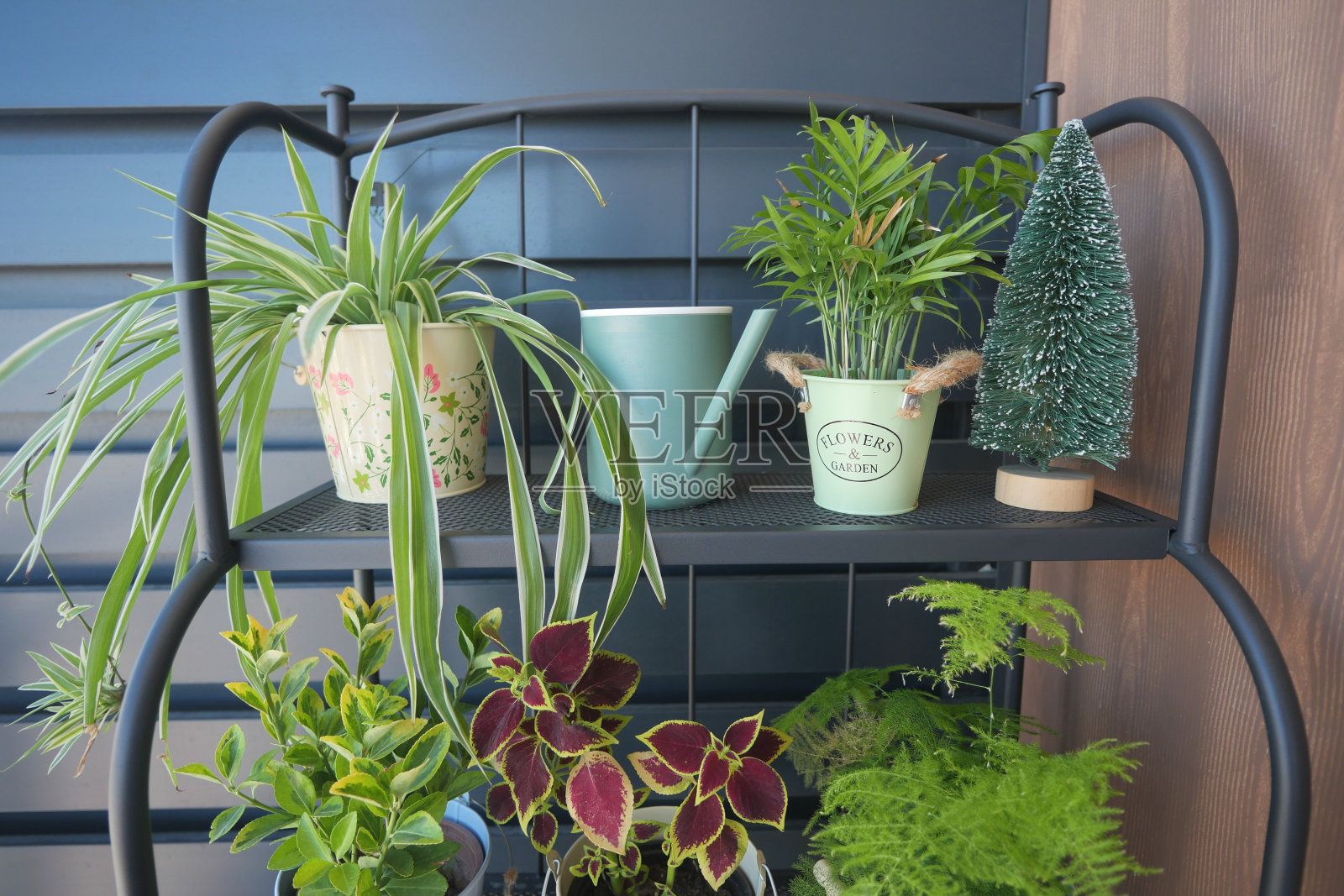 五颜六色的室内植物在花盆，喷壶，和园艺工具创造充满活力的家居装饰照片摄影图片