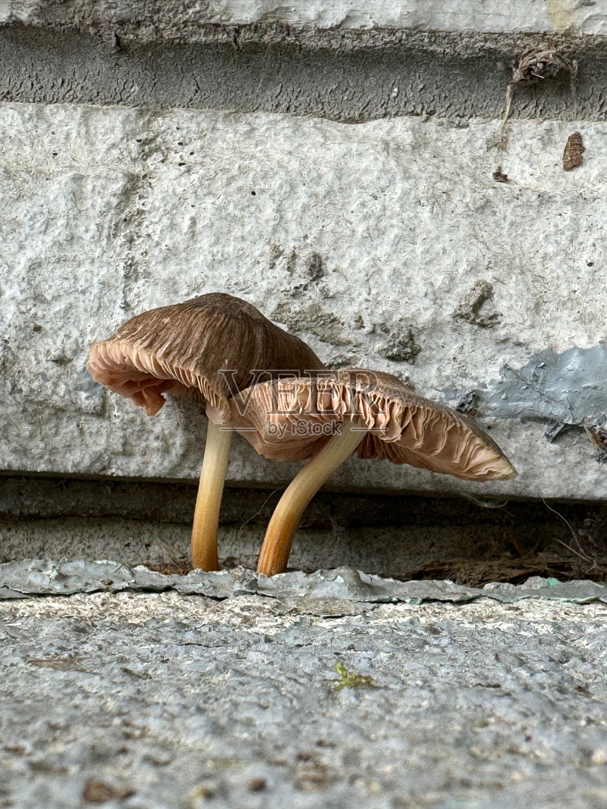 两个白色蘑菇生长在混凝土板之间的特写照片摄影图片