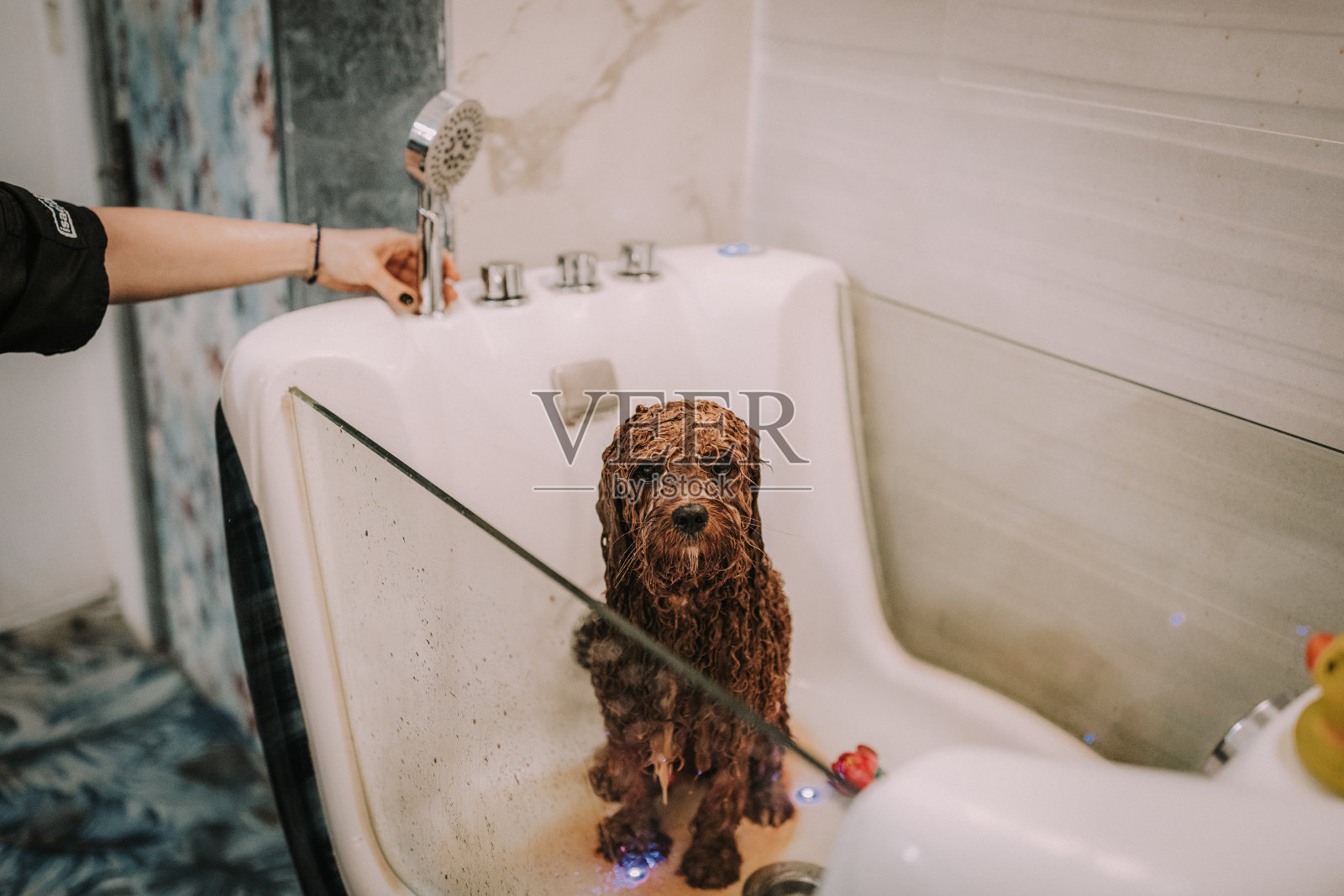 可爱的红色贵宾犬在美容沙龙洗澡照片摄影图片