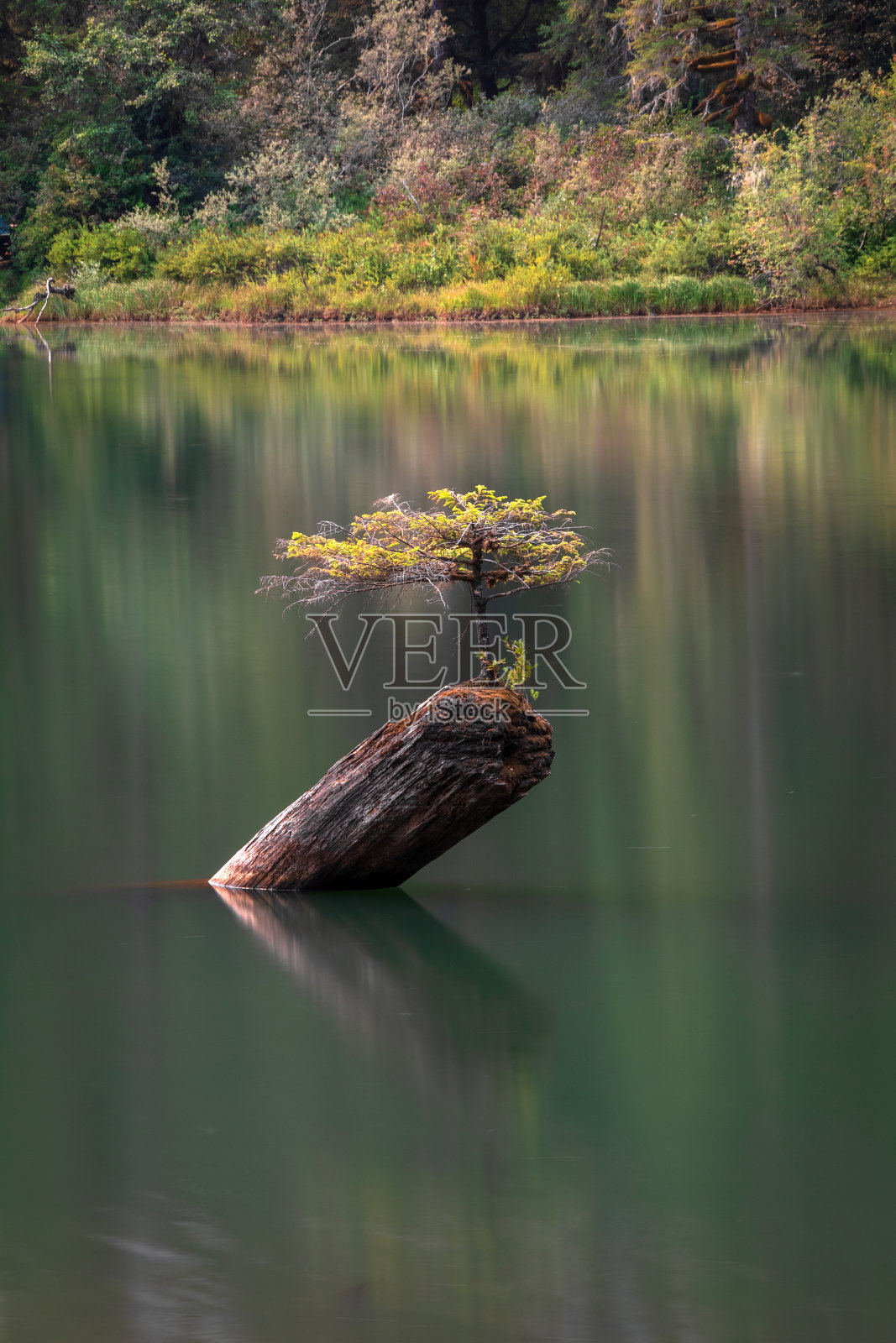 温哥华岛仙女湖树照片摄影图片