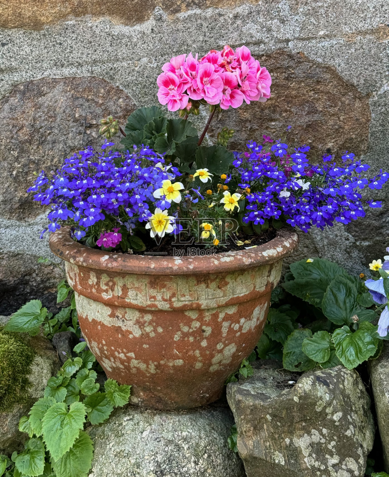 花盆照片摄影图片